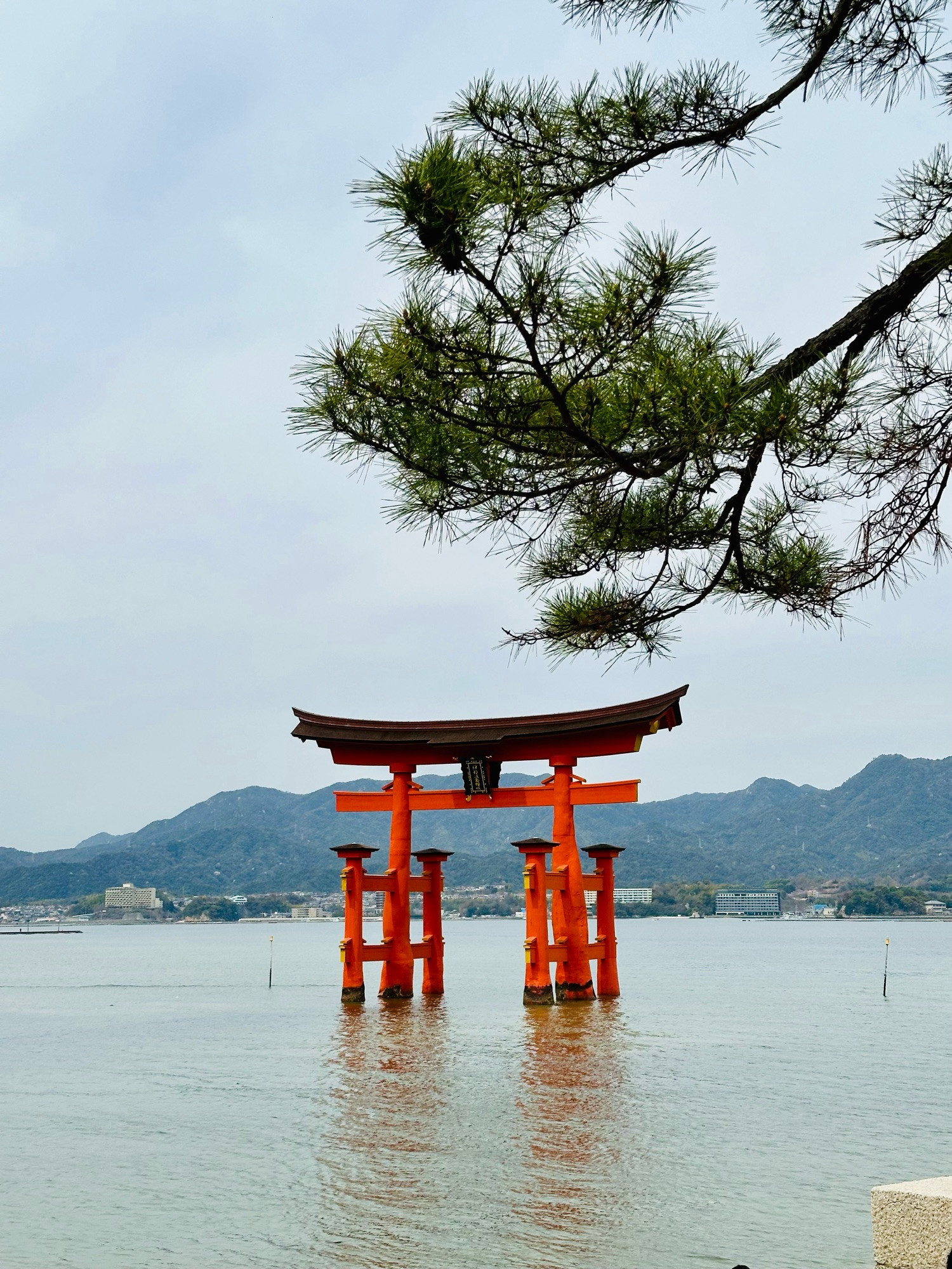 the world-famous floating torii at Itsukushima Shrine on Miyajima Island, Japan, during a low tide