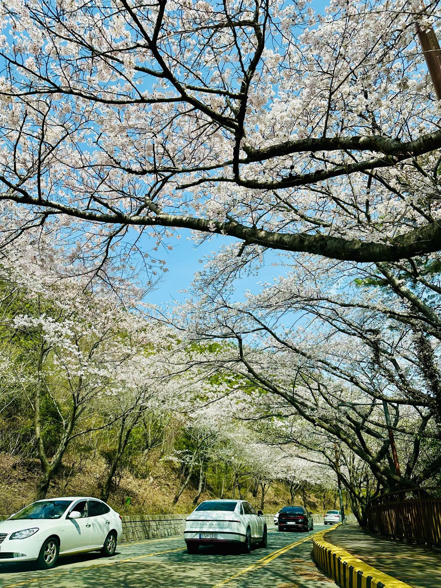 A 2-lane road lined with blooming cherry blossom trees on both sides, with a line of cars ahead