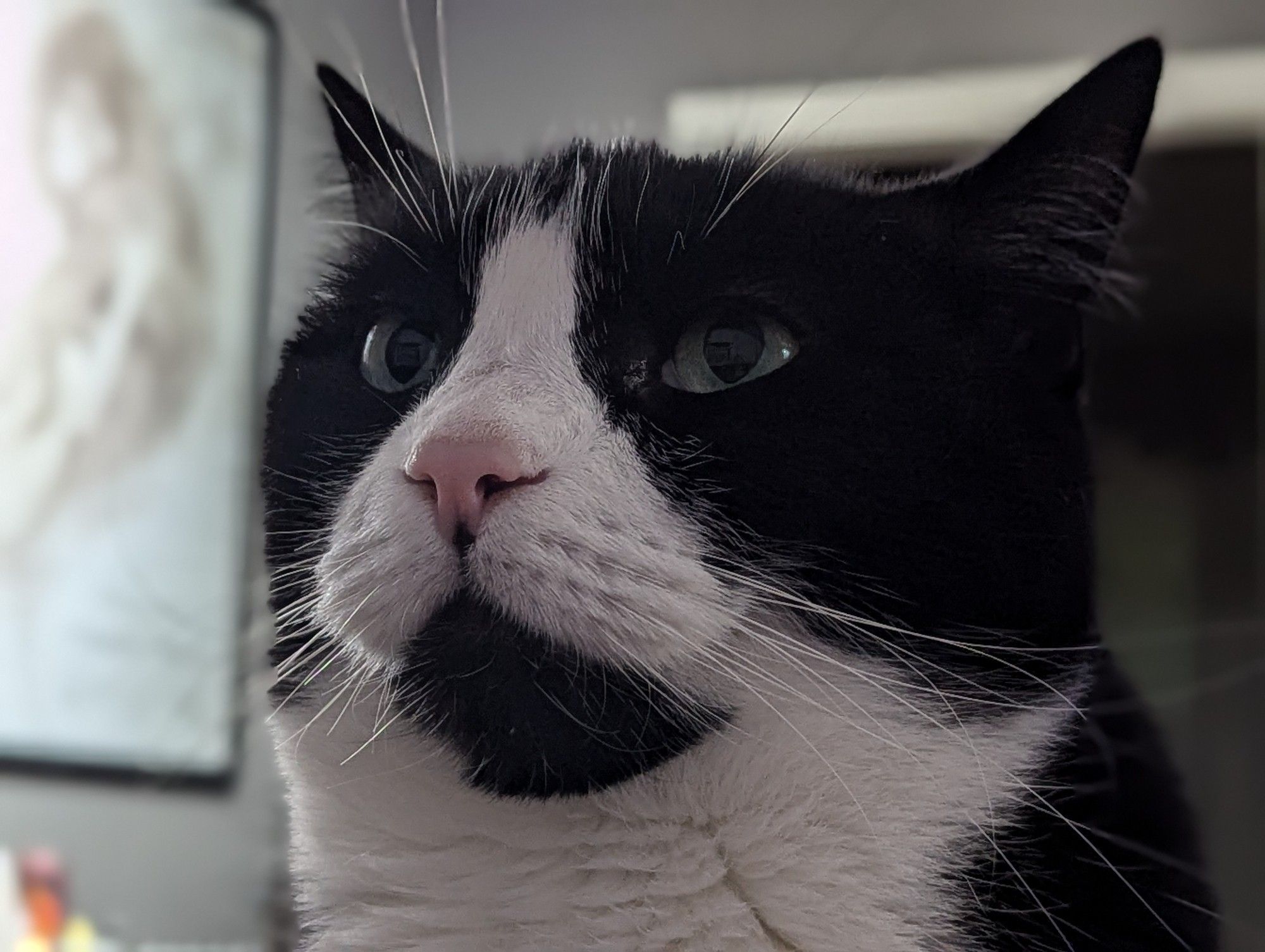 A headshot of a tuxedo cat with a pink nose, a black chin, and a haughty glare. He is a smartass jerk of a cat. He is glaring off into the distance because he did not get the tuna treats he wanted, and wants his human to know he is displeased.