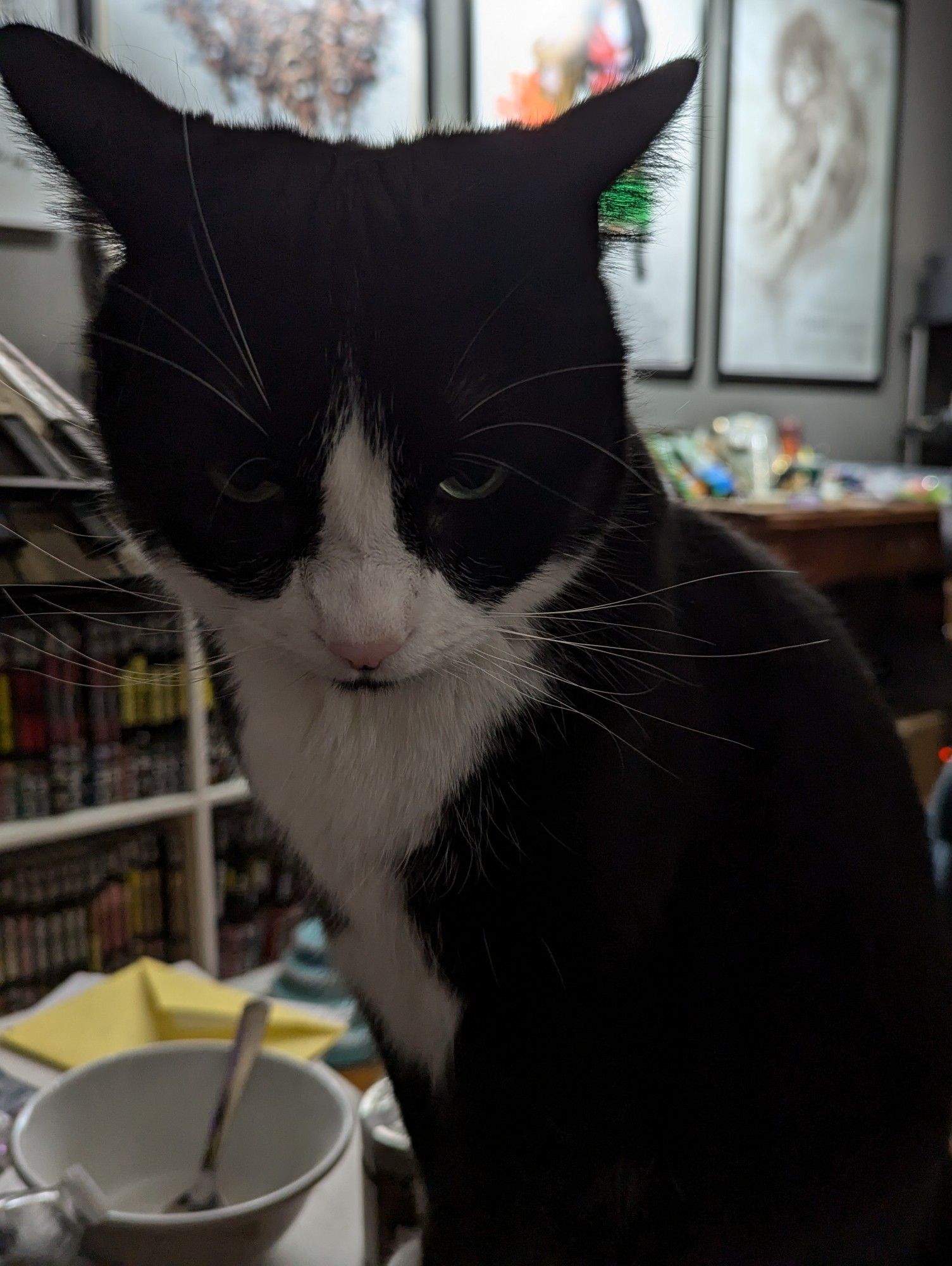 Pippin, a tuxedo cat, glares at the camera. His ears are cocked backward in annoyance. As Pippin is best described as a surly teenage boy who doesn't know how to express his feelings, this is how he tells me he missed me.