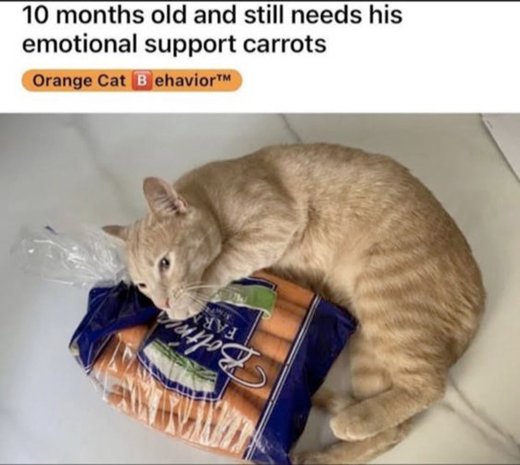 A cat hugging a bag of carrots. Text above the photo reads "10 months old and still needs his emotional support carrots."