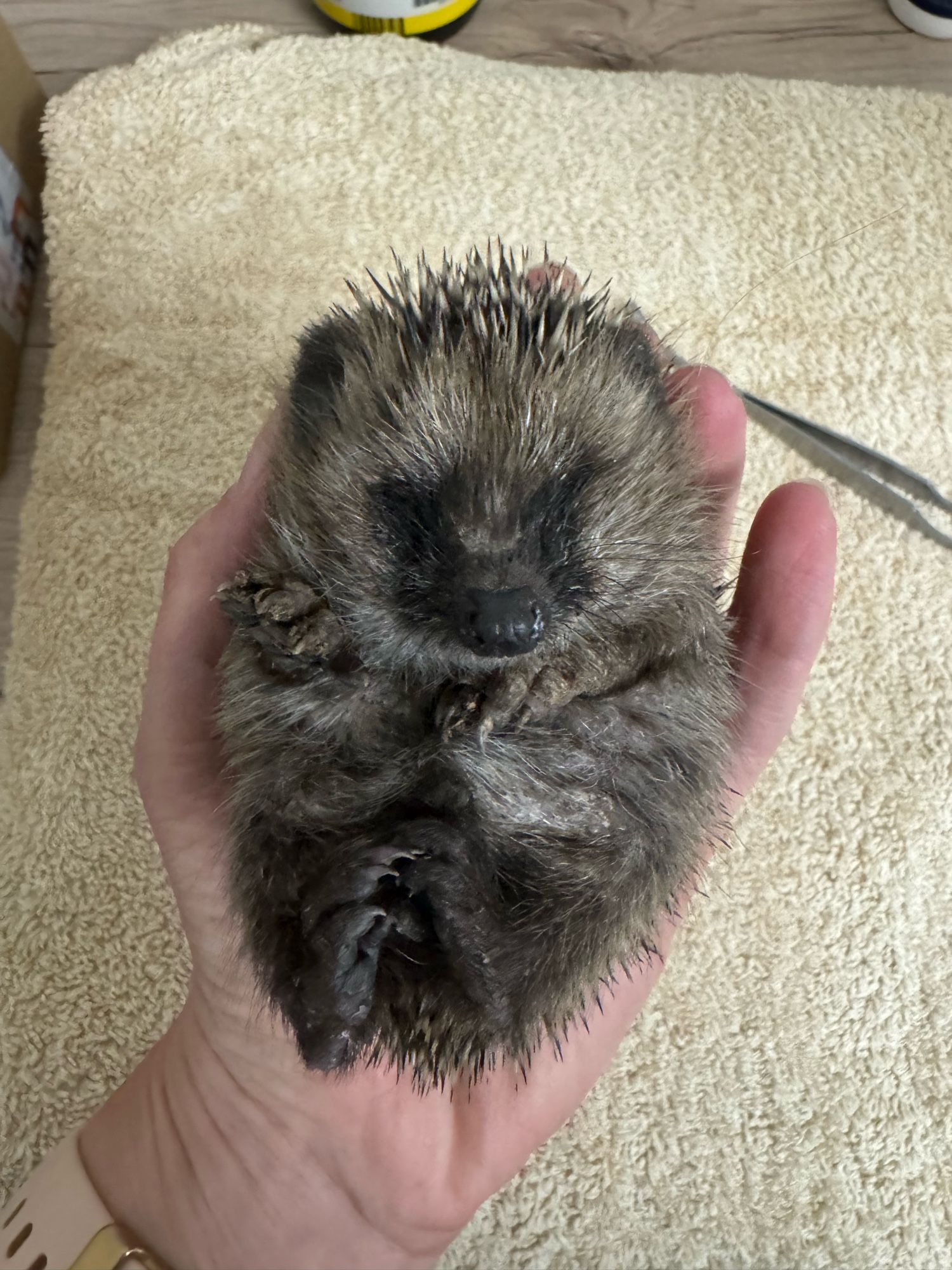 Ein Igelbaby, liegend auf dem Rücken in meiner offenen Hand- kleiner als diese. Verschorft und vermilbt, dehydriert und hungrig. Augen geschlossen.