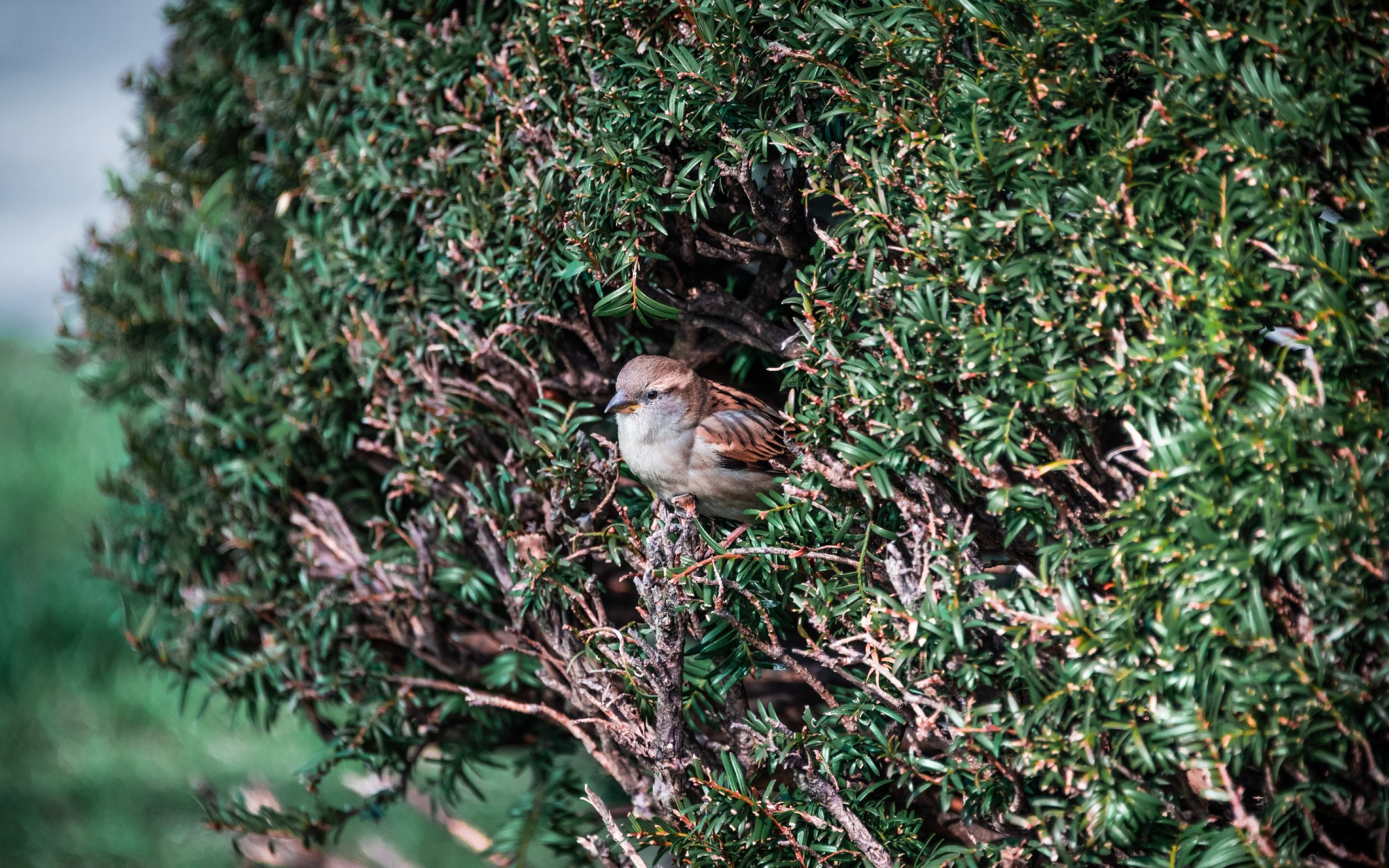 Small bird inside a bush