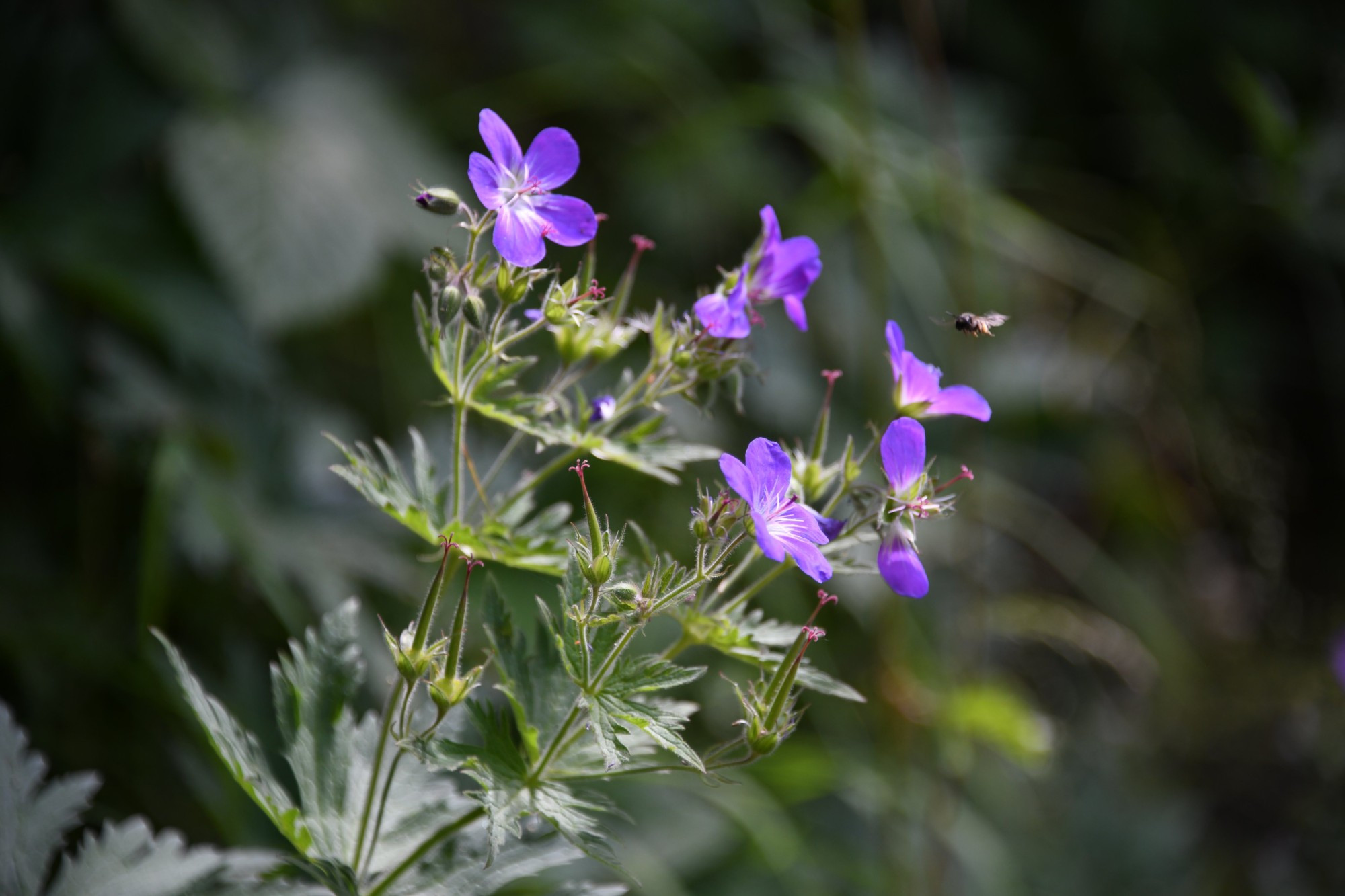 Geranium Sylvaticum, with a bee flying