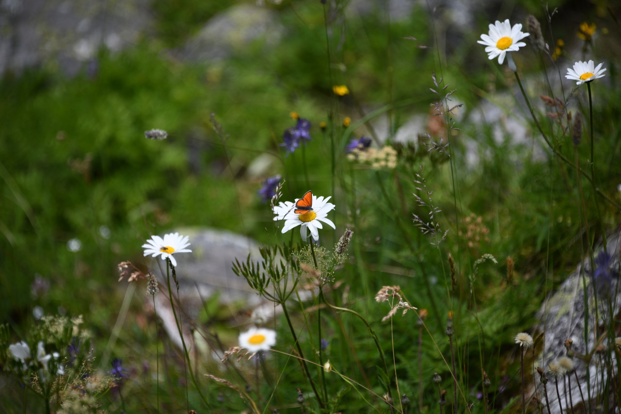 Orange butterfly on a daisy, surrounded by other various flowers