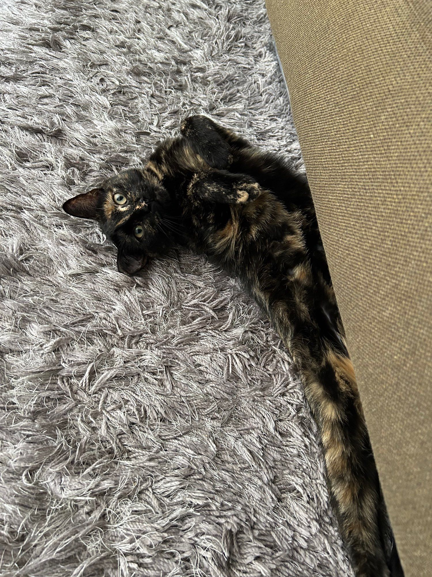 Tortie cat laying in her back, peeking partially out from under a bed