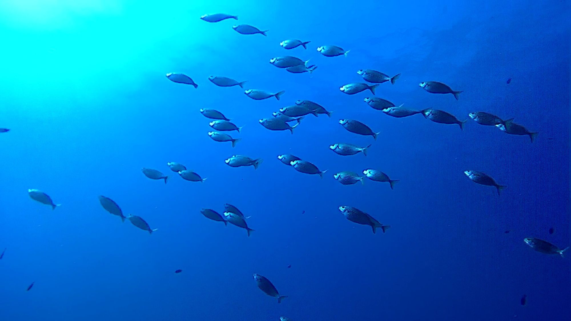 Vue sous marine d'un banc de poissons qui remonte à la surface, vers la lumière