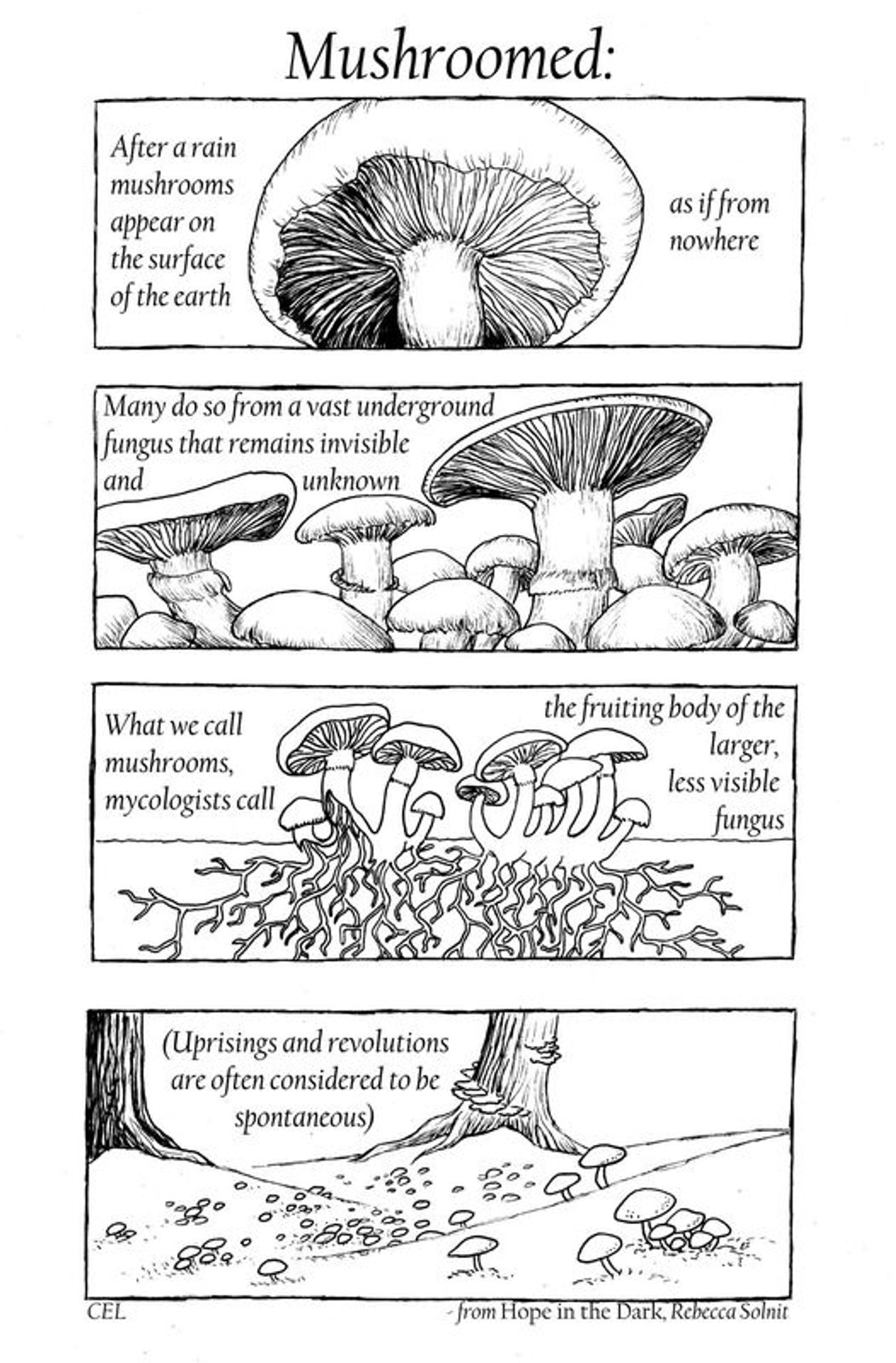 Mushroomed:
[cartoon of the under gills of a mushroom]
After a rain mushrooms appear on the surface of the earth, as if from nowhere.
[cartoon of a cluster of mushrooms, some of them mature and sporulating]
Many do so from a vast underground fungus that remains invisible and unknown.
[cartoon of mushrooms with their subteranean mycelial networks illustrated via cutaway]
What we call mushrooms, mycologists call the fruiting body of the larger, less visible fungus.
[Wider panorama of a forest floor, bracket funguses growing from the sides of trees, mushrooms growing out of grass patches]
(Uprisings and revolutions are often considered to be spontaneous)
from Hope in the Dark, Rebecca Solnit