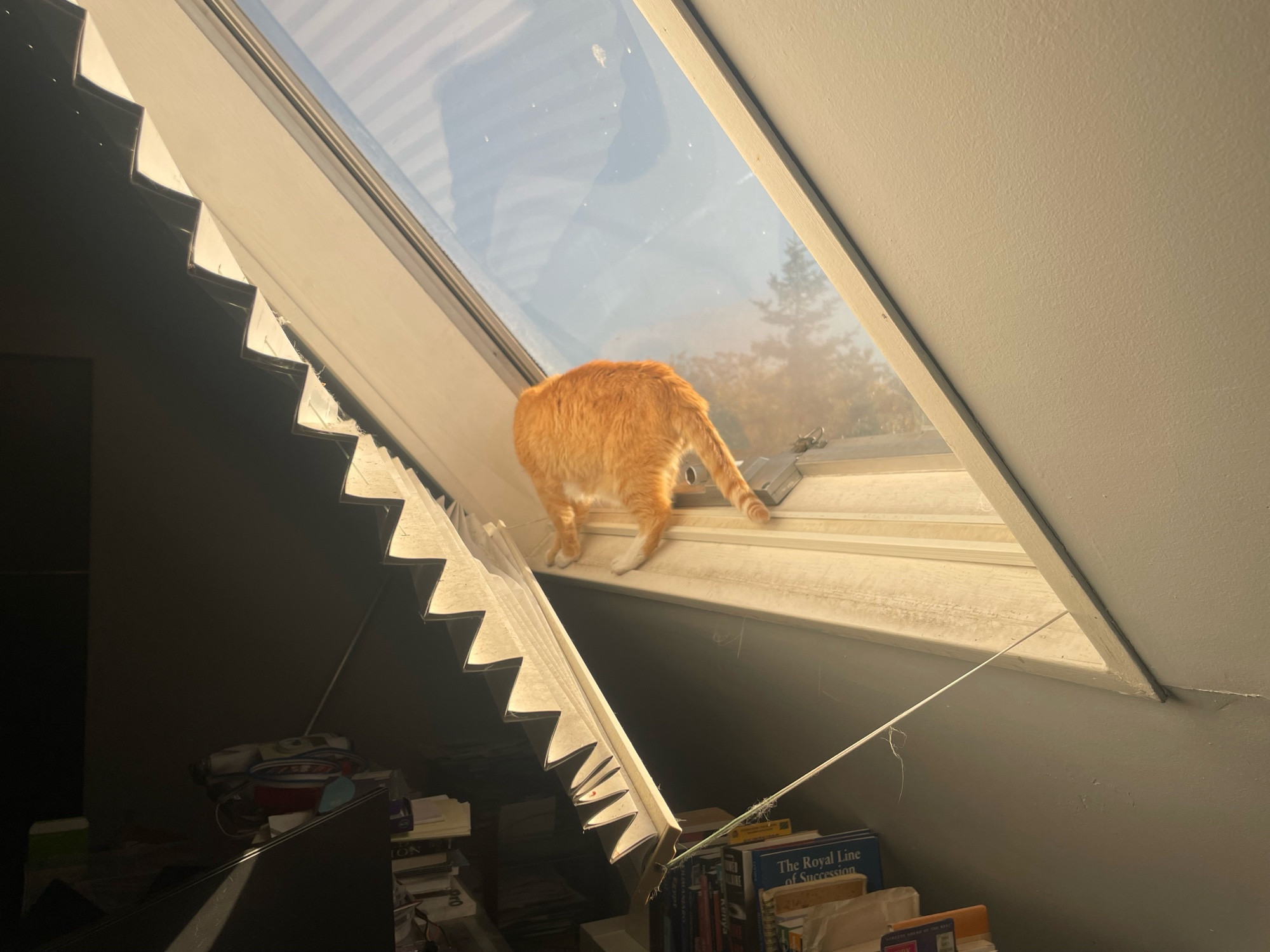 An orange cat is balanced on an angled skylight ledge. Trying to get comfortable.