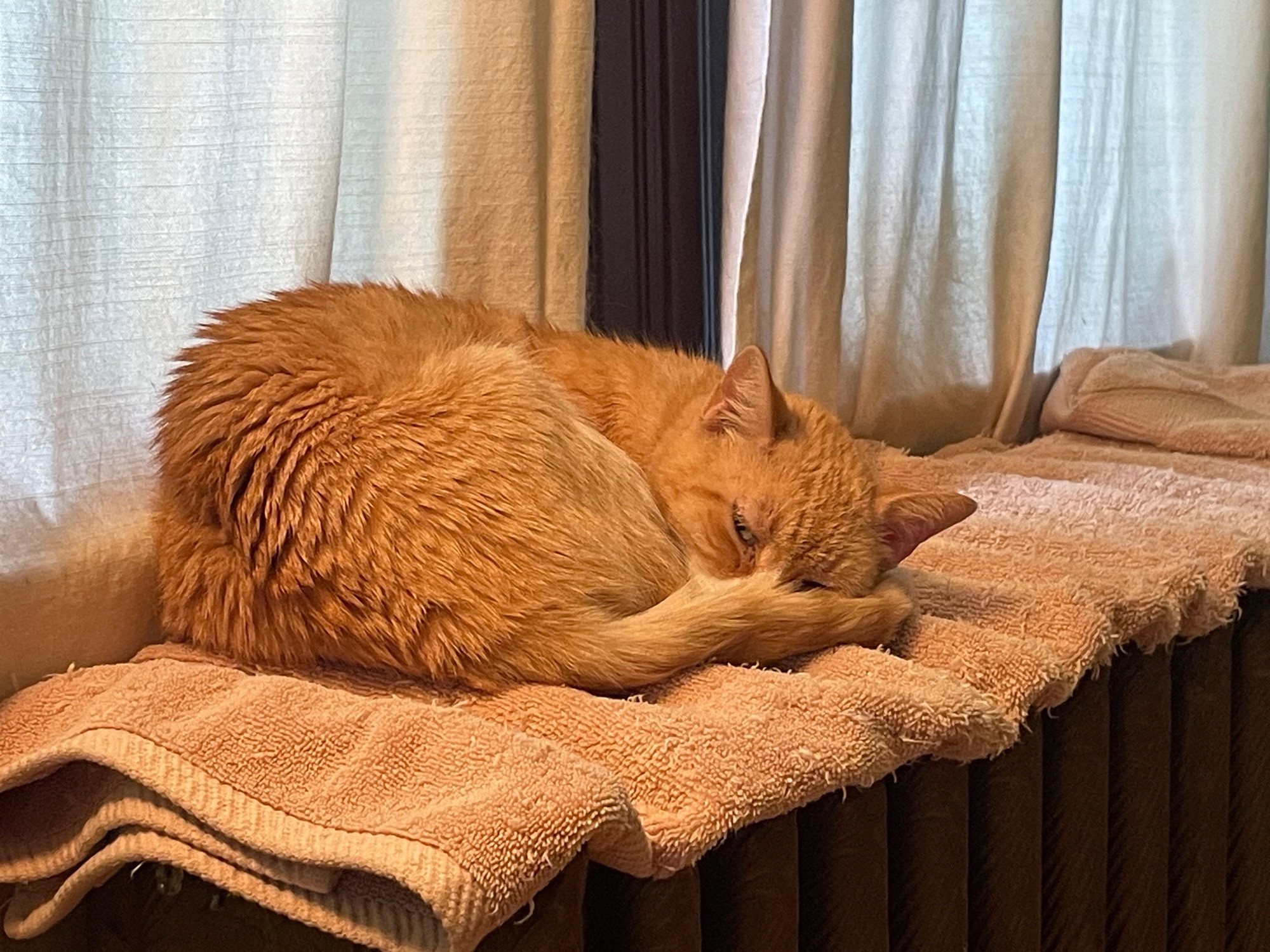 An orange cat is curled up on a towel on a radiator. One eye is narrowed at you suspiciously.