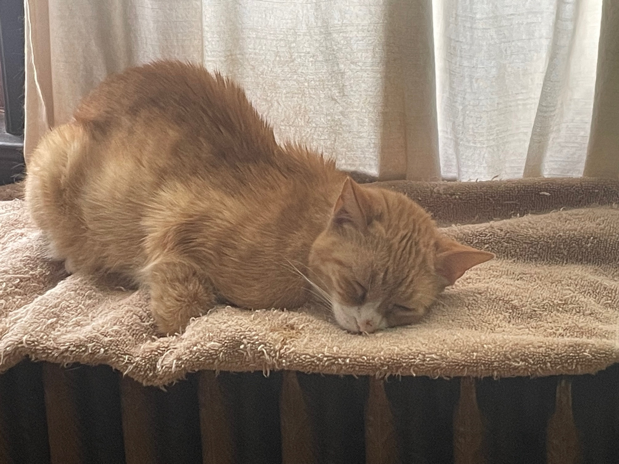 An orange cat is asleep on a towel on a radiator. A front foot appears amputated but is just tucked awkwardly.