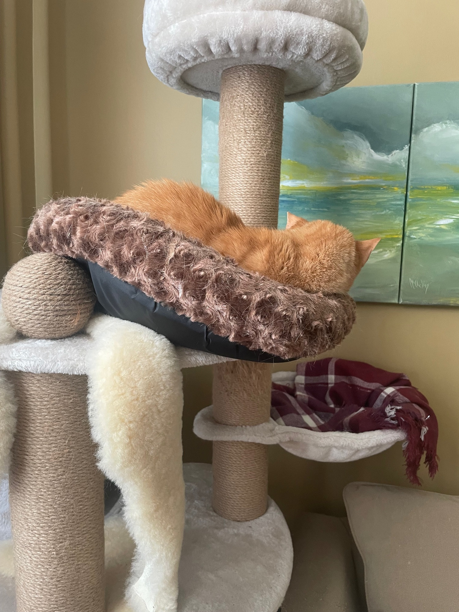 An orange cat is sleeping obliviously as his bed is precariously balanced on a cat tree platform.