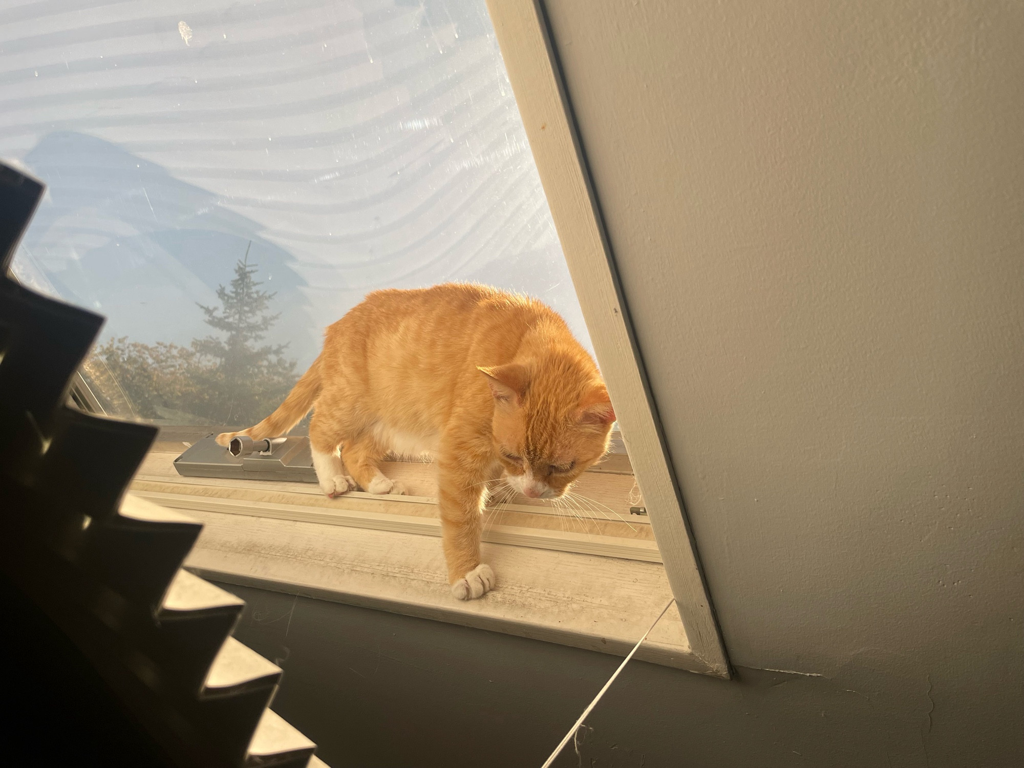 An orange cat is balanced on an angled skylight ledge. Appears to considering jumping to safety.