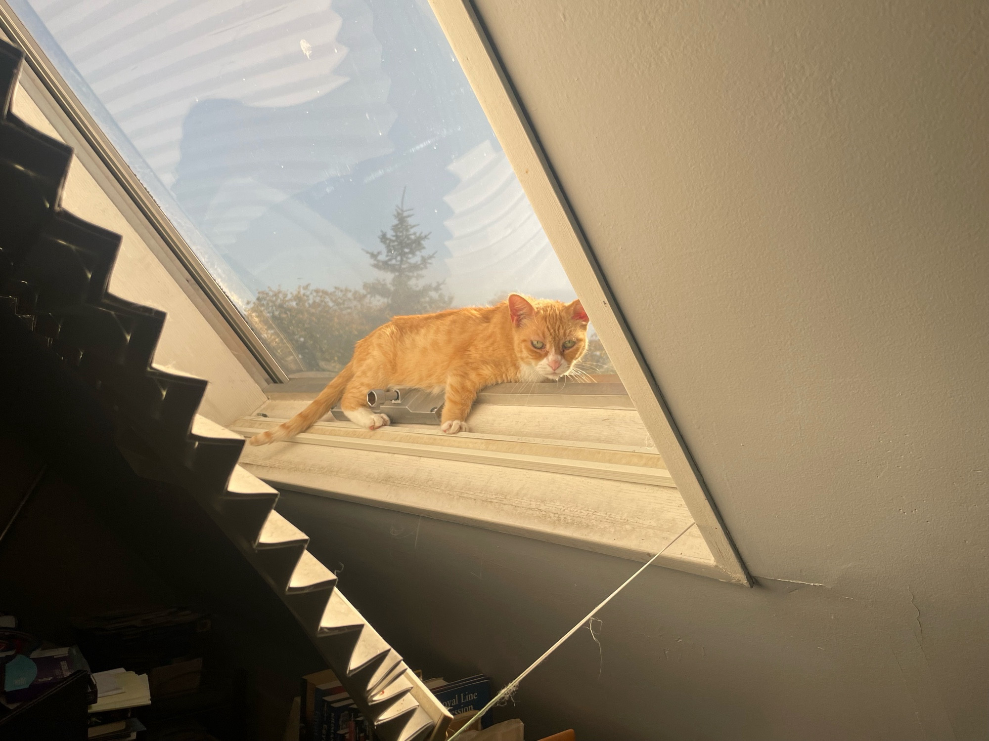 An orange cat is lying down on an angled skylight ledge. He does not look comfortable. He is glaring at the photographer.