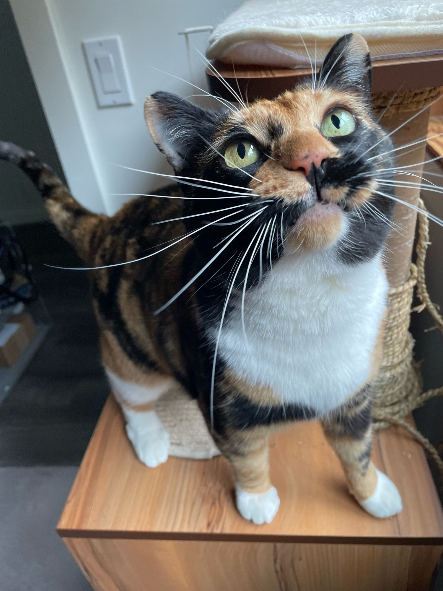 A calico cat standing on a wooden box that’s part of a cat tree. She has her head tilted up and is looking for pets.