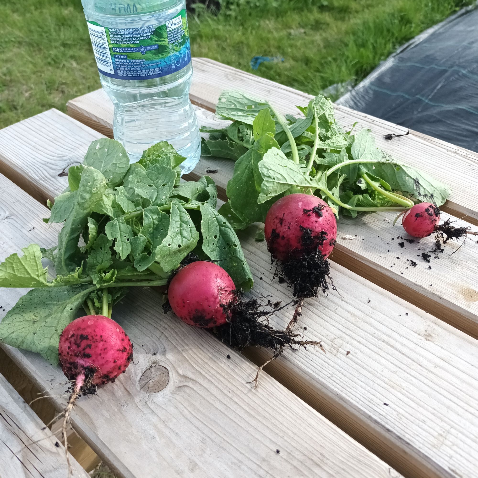 Three big red, muddy radishes on a picnic table, and one normal sized one