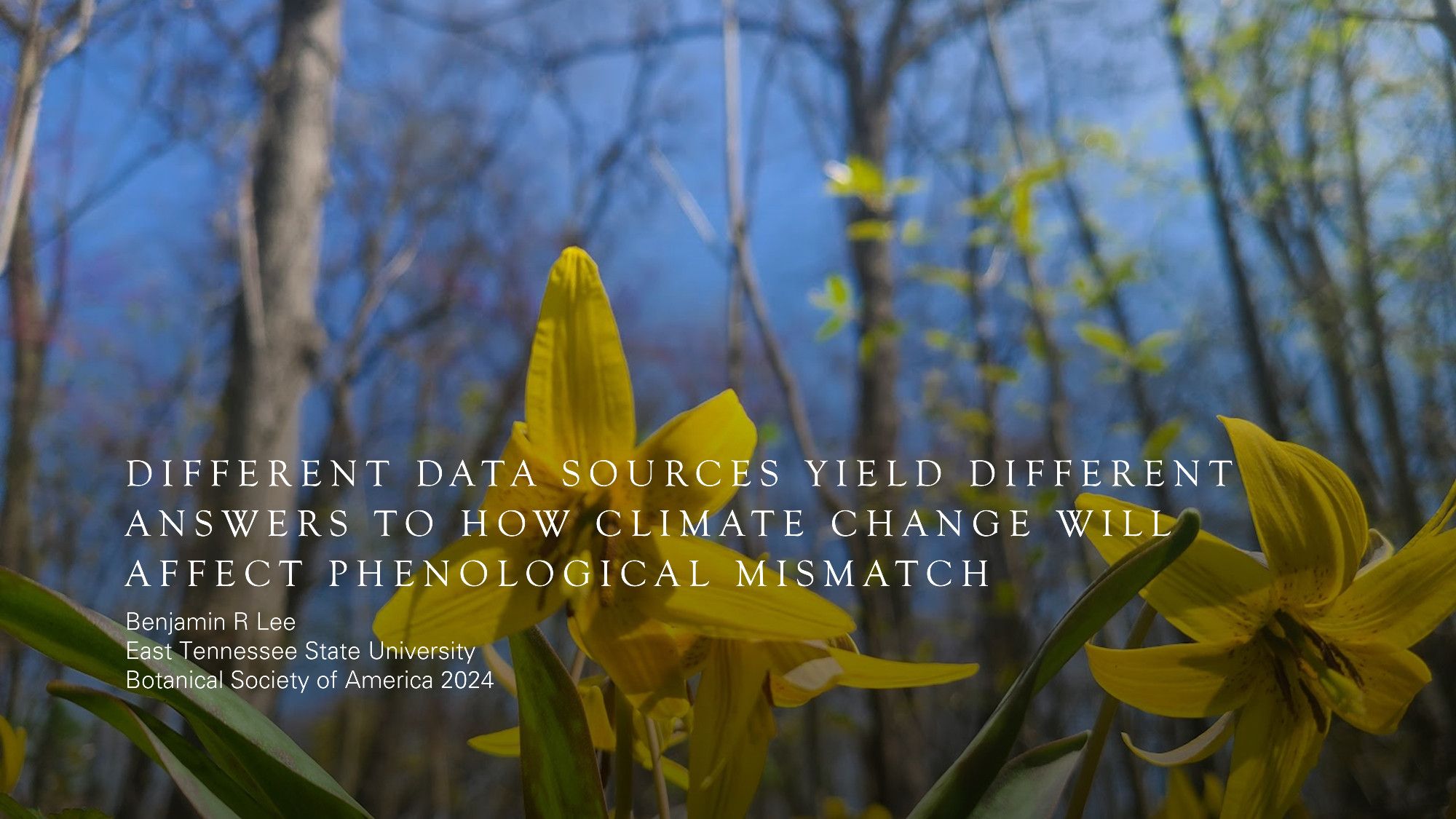 Cover slide for a presentation titled "Different data sources yield different answers to how climate change will affect phenological mismatch". The title in white text overlays an image of bright yellow flowers with tree trunks and a blue sky behind them.