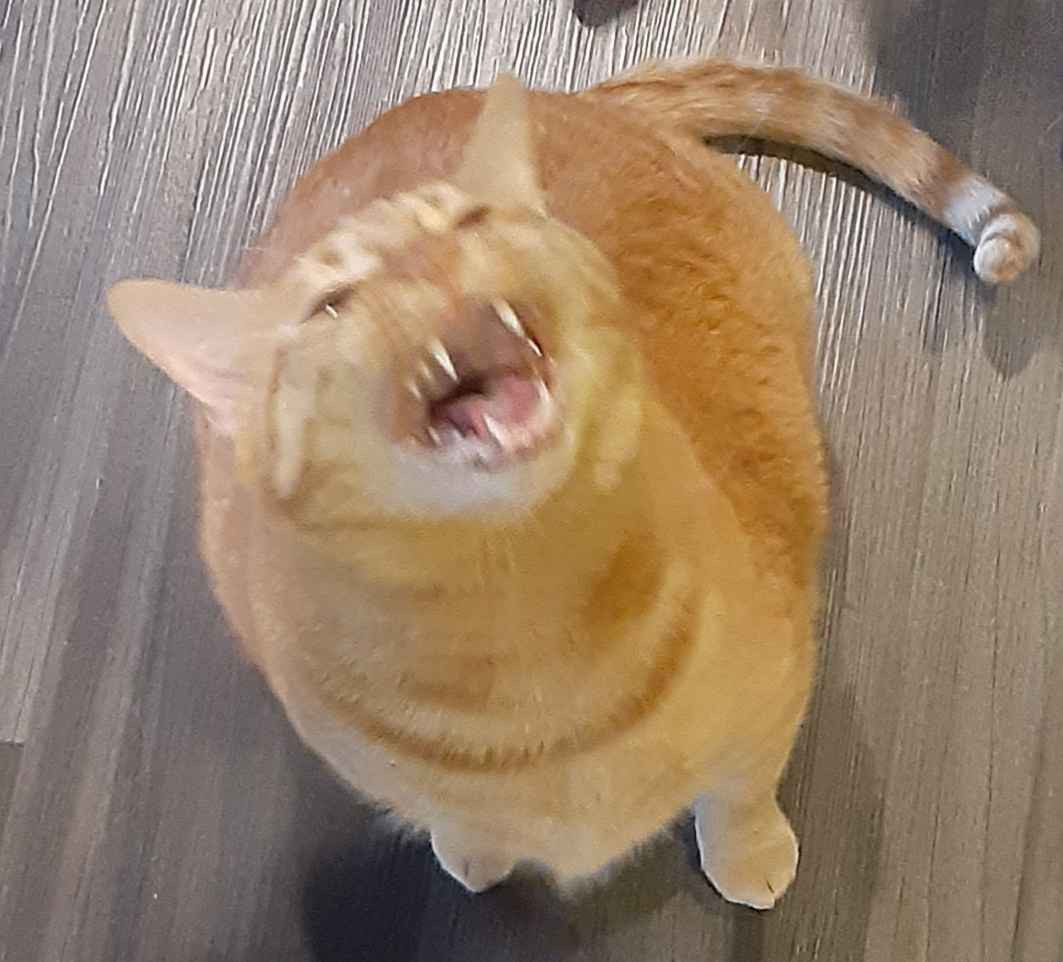 A big chunky orange cat with his mouth wide open mid yowl.  You can see all of his massive teeth. He yearns for the cronch food. But alas he is on a diet.