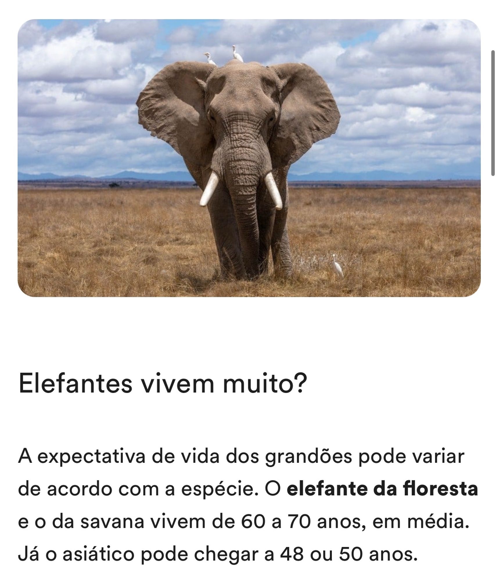 Captura de tela de um site falando sobre elefantes com o seguinte texto: “Elefantes vivem muito?
A expectativa de vida dos grandões pode variar de acordo com a espécie. O elefante da floresta e o da savana vivem de 60 a 70 anos, em média.
Já o asiático pode chegar a 48 ou 50 anos.”