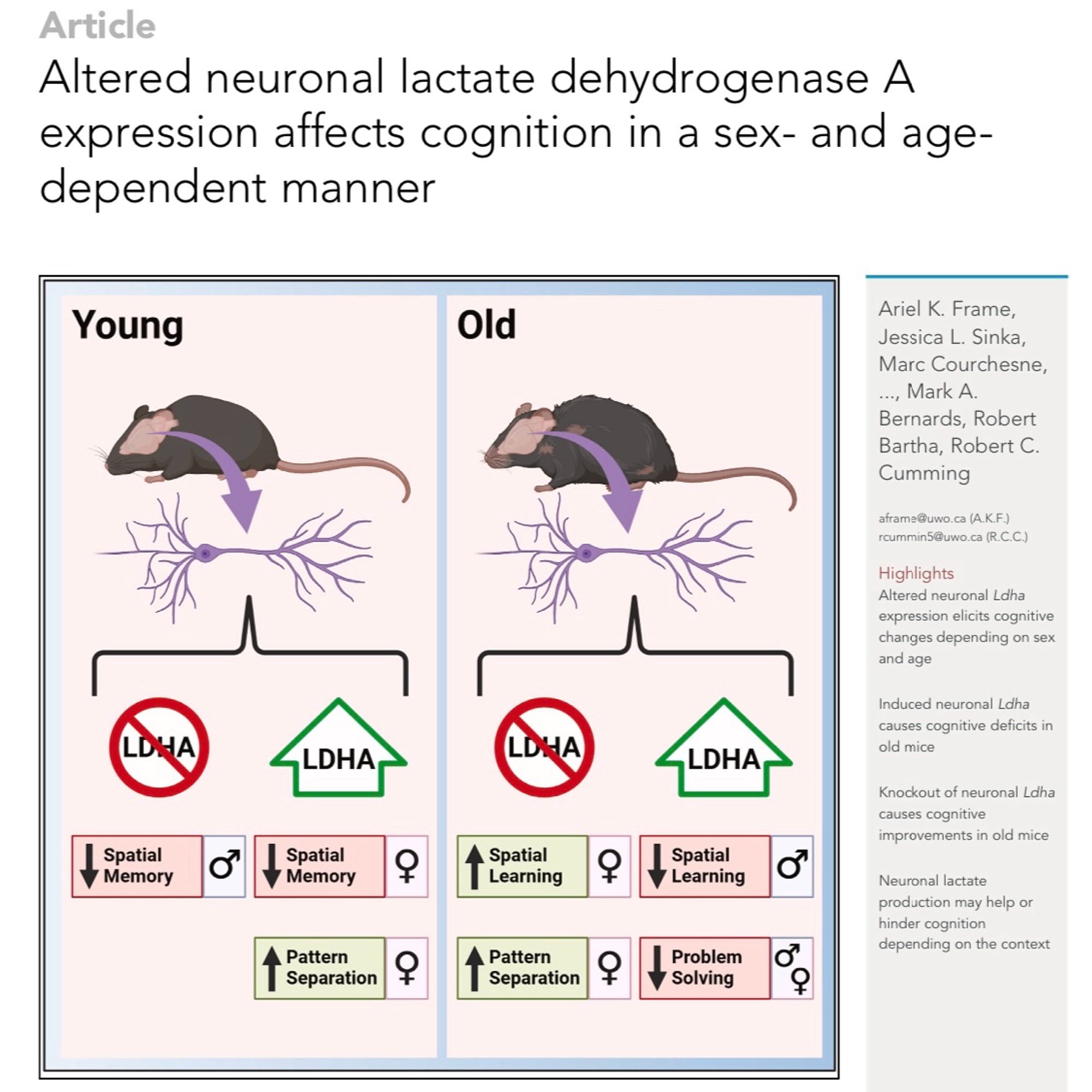 Graphical Abstract for Altered neuronal lactate dehydrogenase A expression affects cognition in a sex- and age-dependent manner.

Highlights
•
Altered neuronal Ldha expression elicits cognitive changes depending on sex and age

•
Induced neuronal Ldha causes cognitive deficits in old mice

•
Knockout of neuronal Ldha causes cognitive improvements in old mice

•
Neuronal lactate production may help or hinder cognition depending on the context