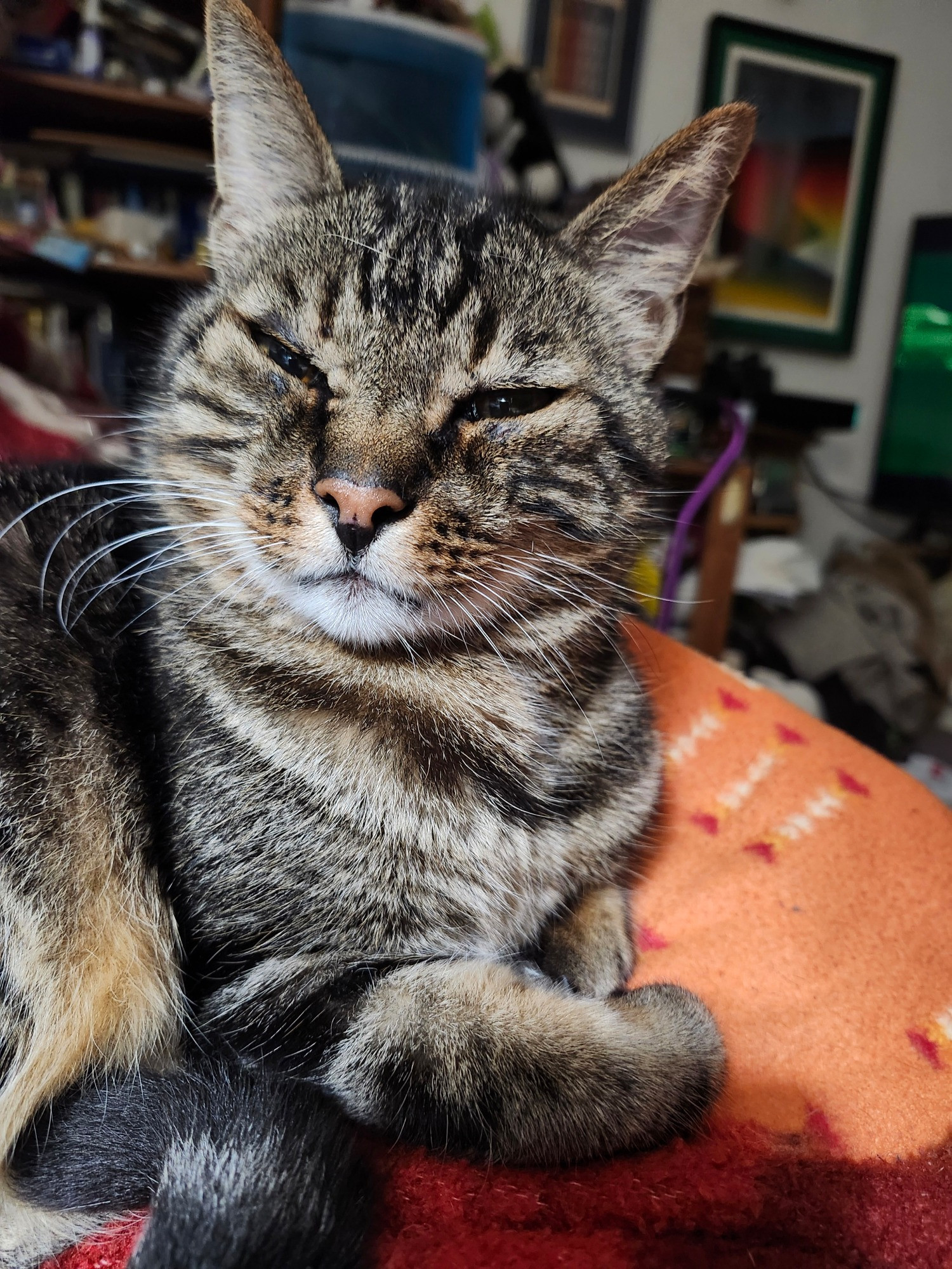 Gray tabby cat squeezing his eyes shut, pleased to be curled up next to his human.