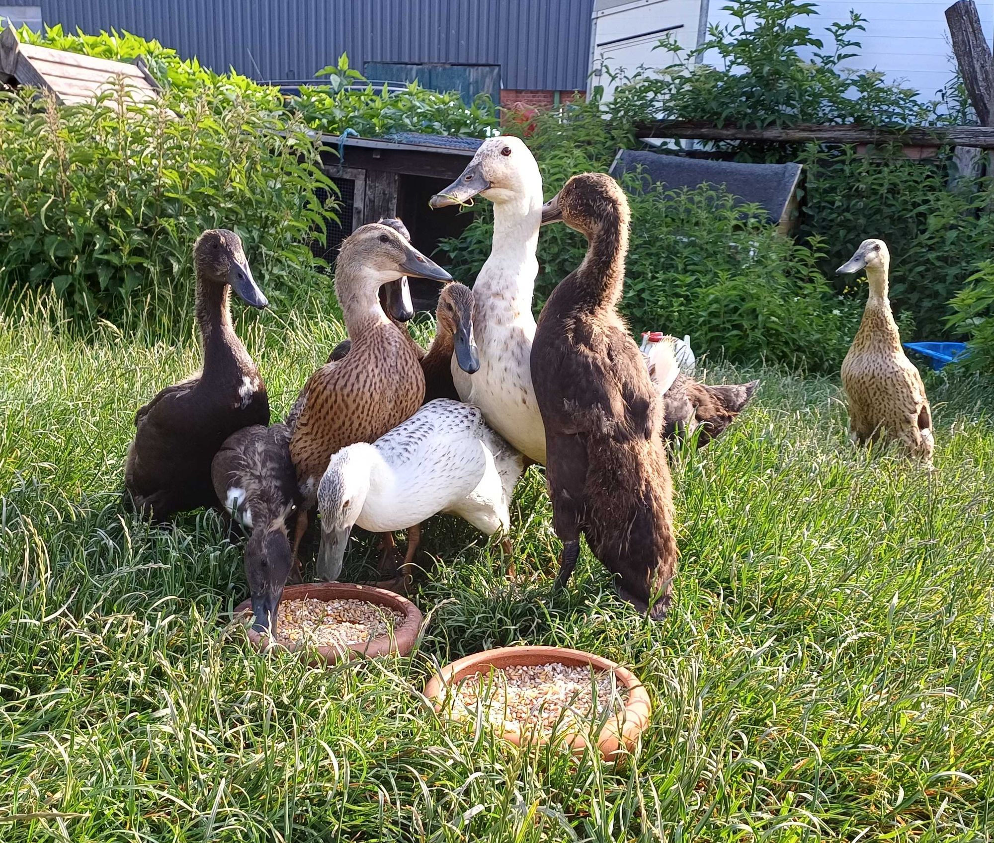 Mehrere verschiedenfarbige Laufenten auf einer Wiese mit 2 Futternäpfen und fressen Körner