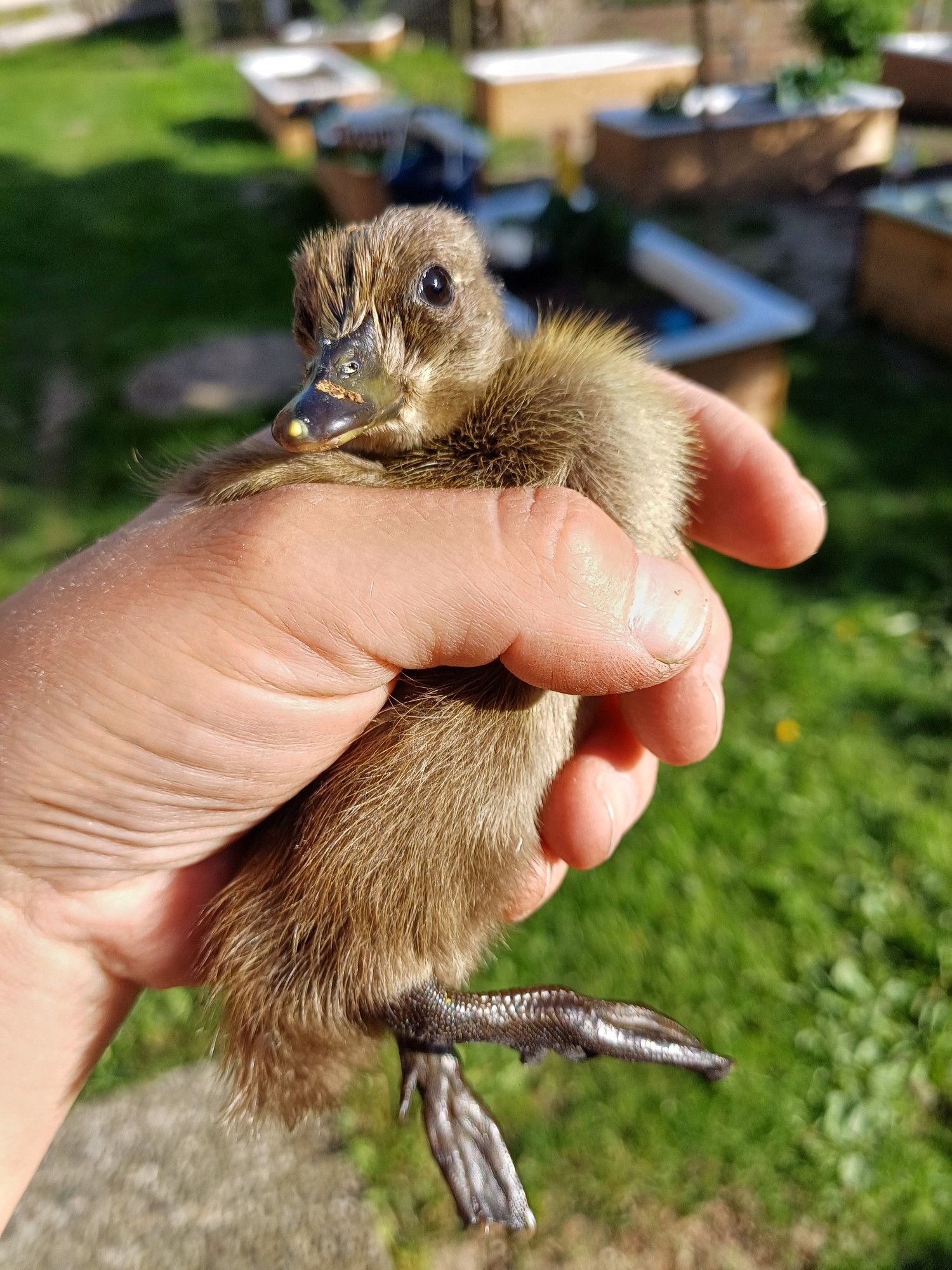 Ein Laufentenküken in meiner Hand