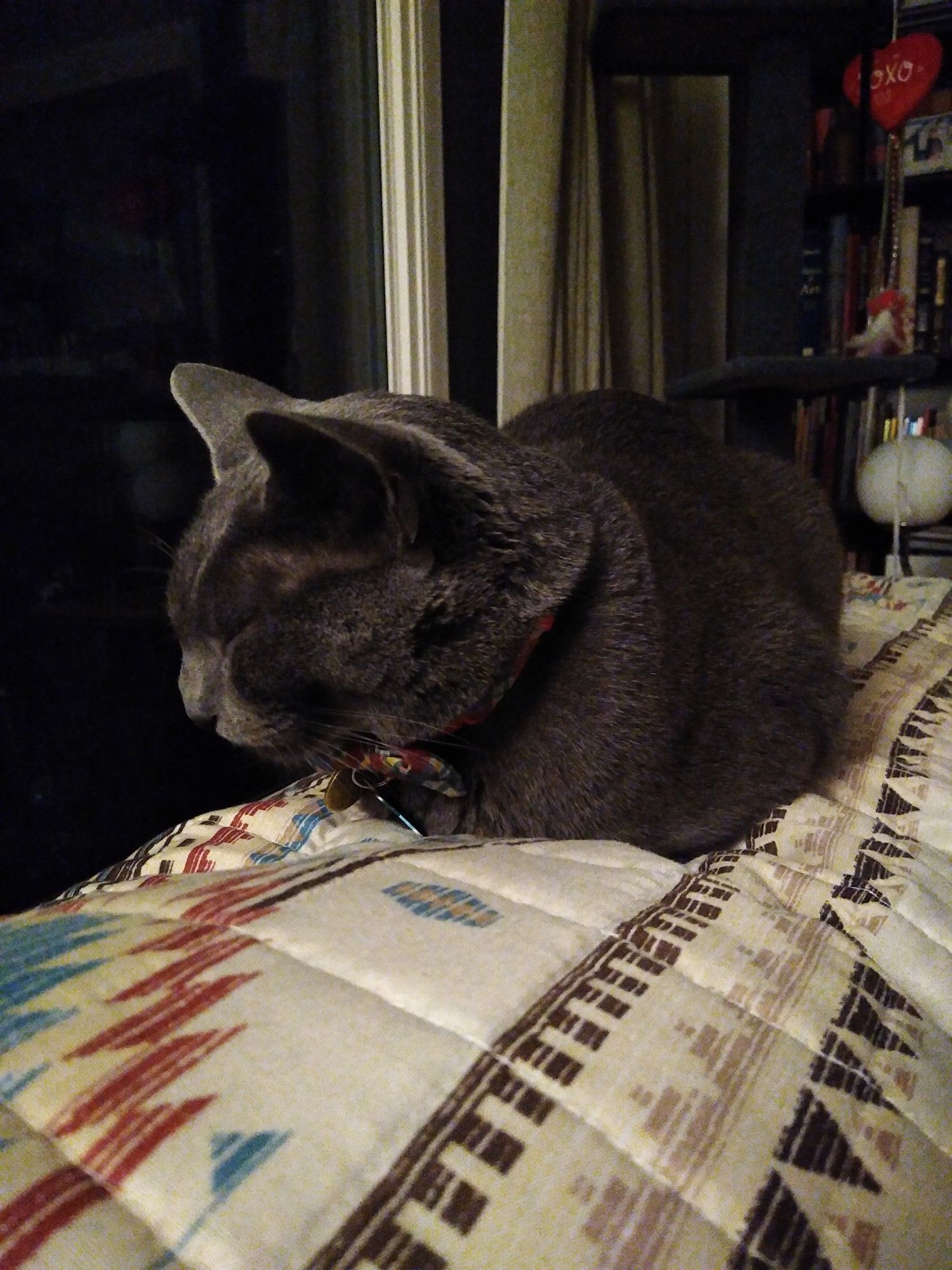 Sleepy-looking grey cat sits like a loaf on the back of a couch in front of a large window. It is night outside.