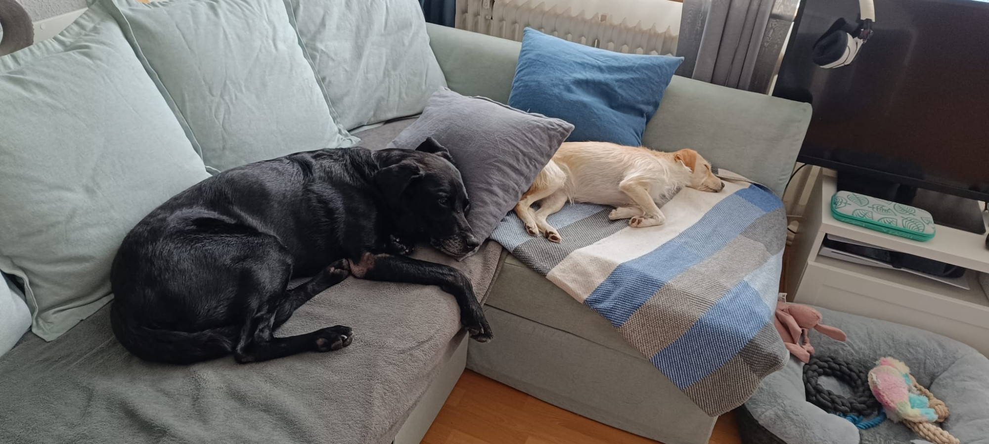 Zwei Hunde (Labradormix in schwarz und Terriermix in blond) liegen entspannt auf blauer Couch 