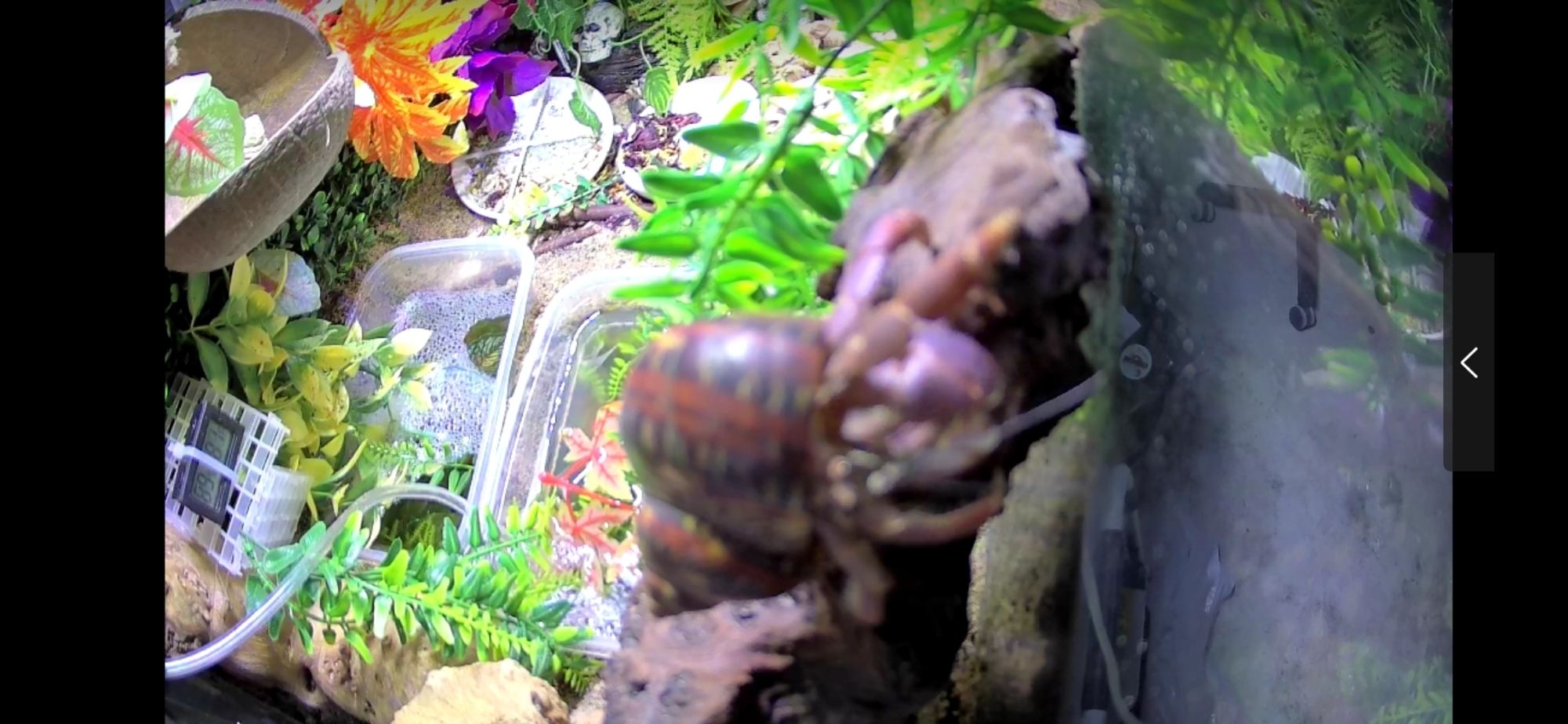 Hermit crab in a tank very close to the camera sitting on a rock wall. In the background are all of the tank decorations consisting of different plants and containers with the food and water.