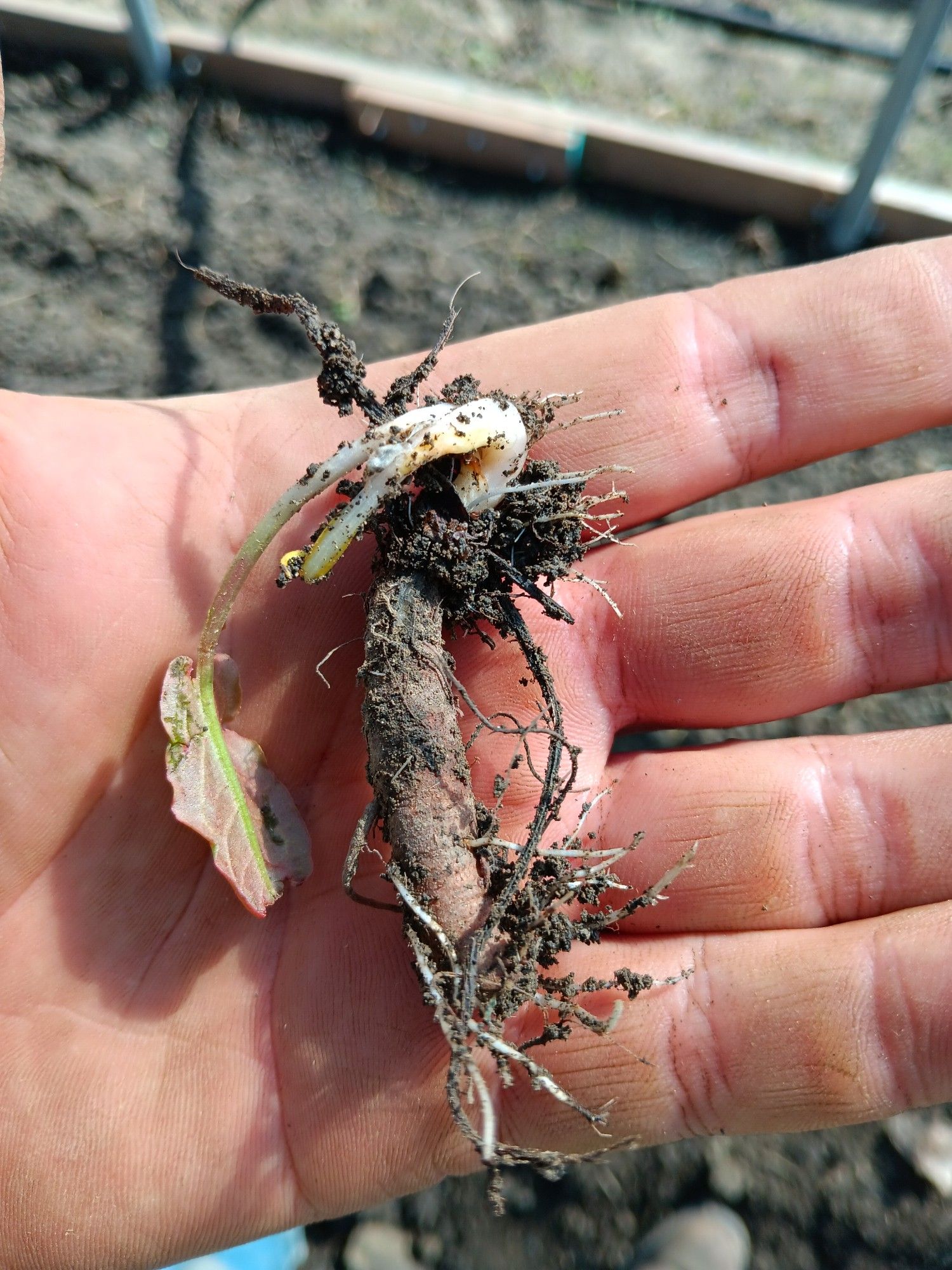 A chunk of dock root with new shoots and new roots growing from it.