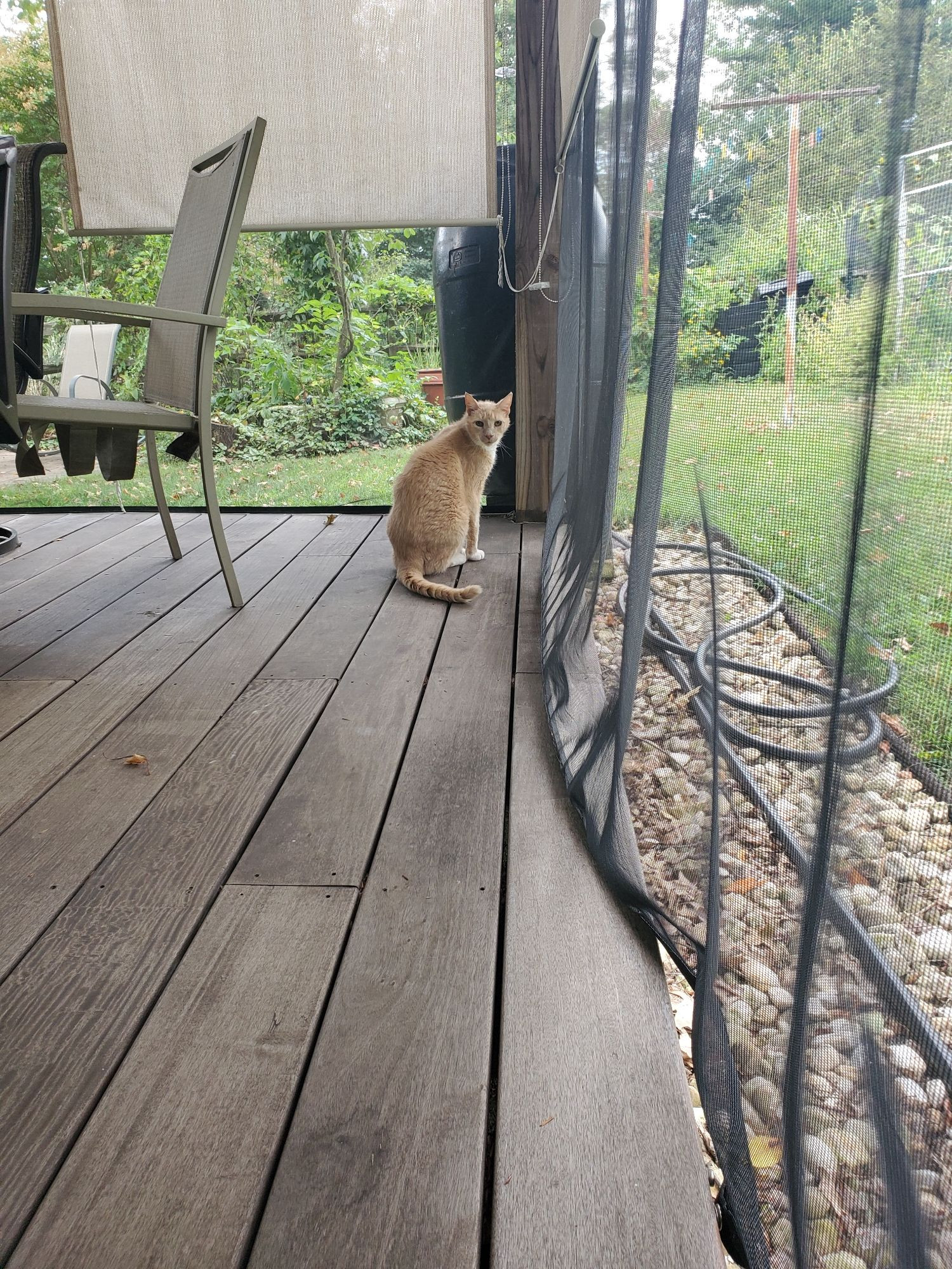 Chester sitting in his favorite spot on the patio outside, looking into the camera from a distance. This was a few weeks after his diagnosis, but his figure is full and his eyes are sharp as ever