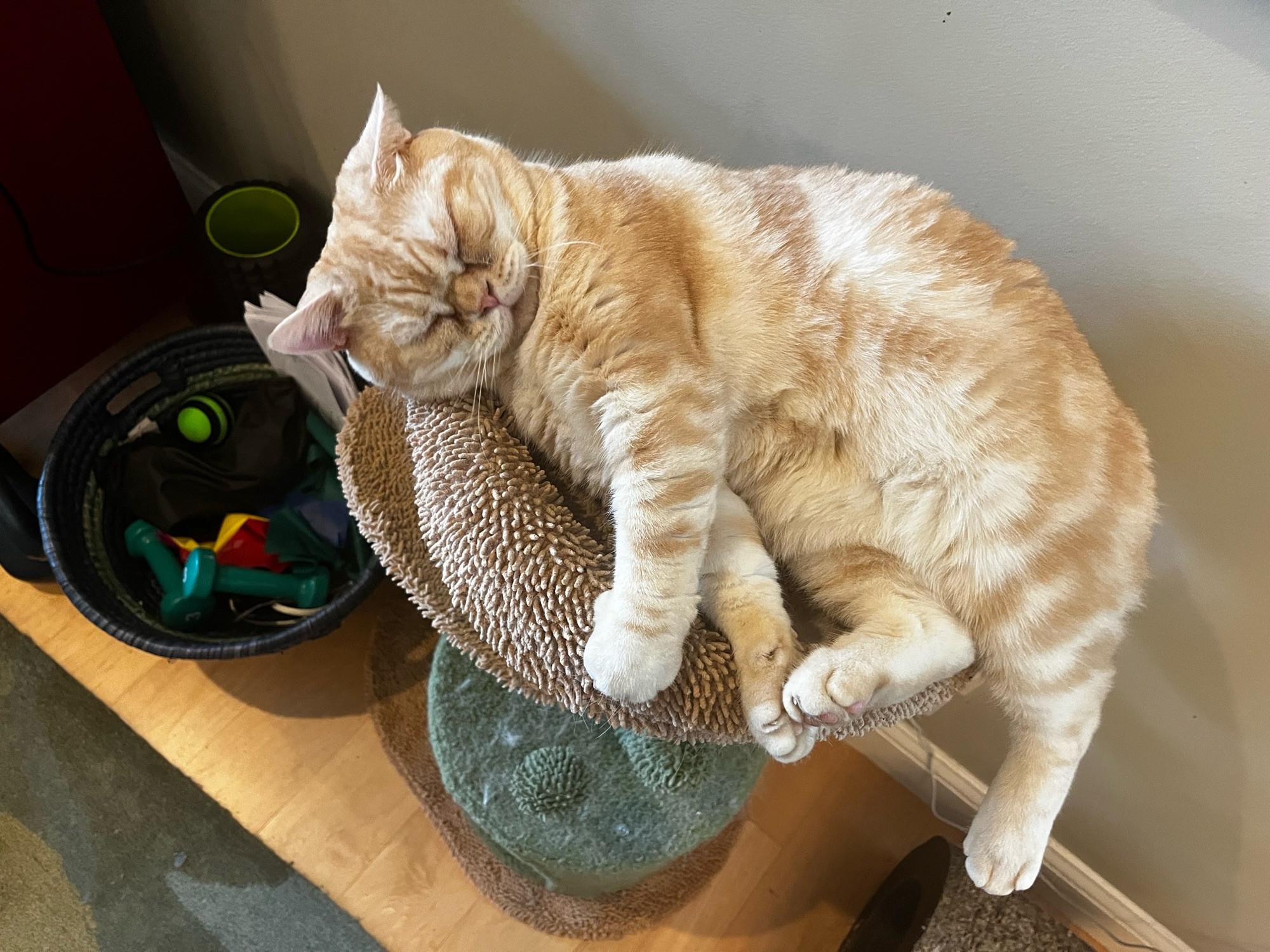 Light red tabby American Shorthair cat lying on a cat tree