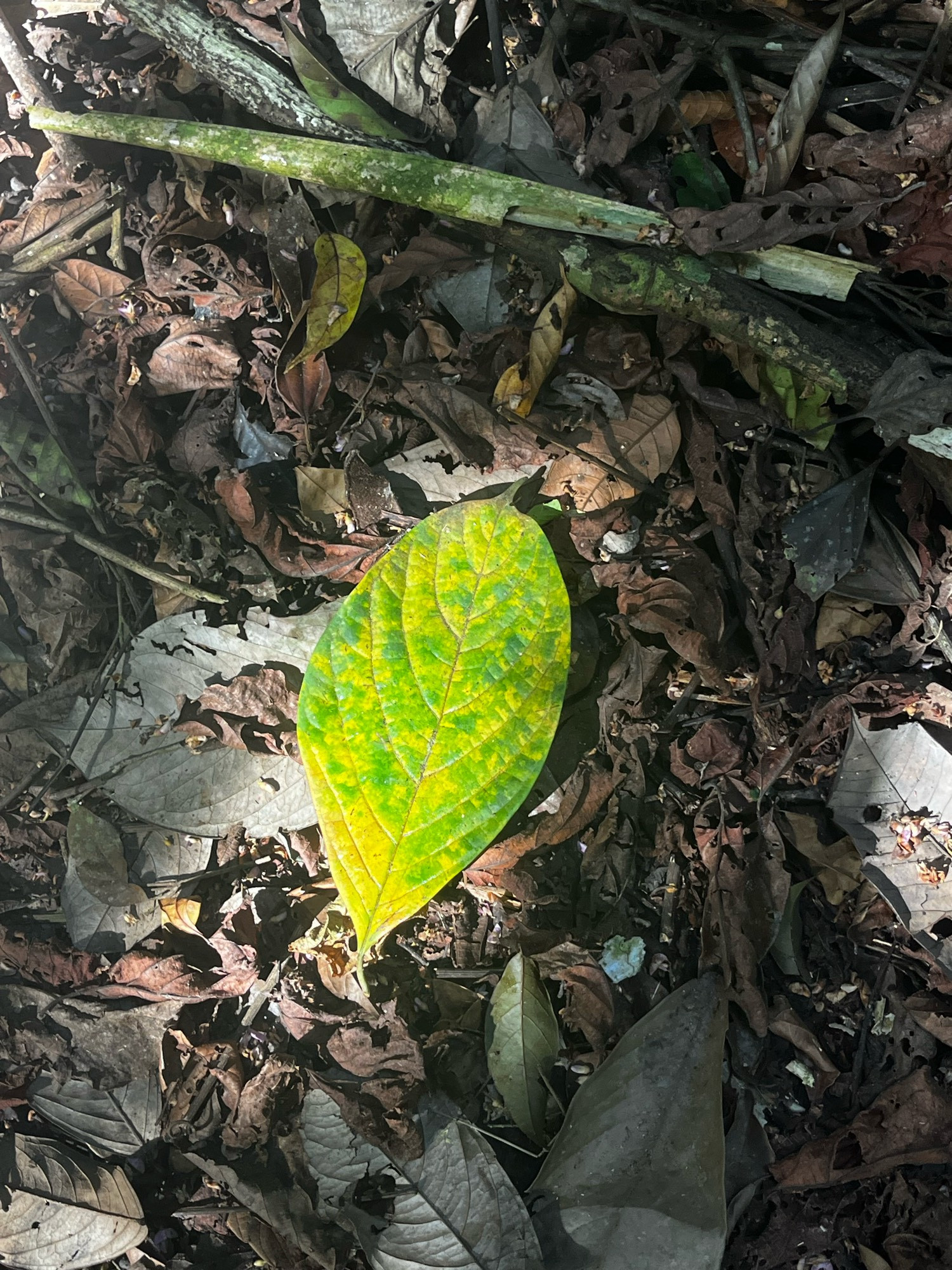 Bright green and yellow leaf lying on top of brown leaf litter