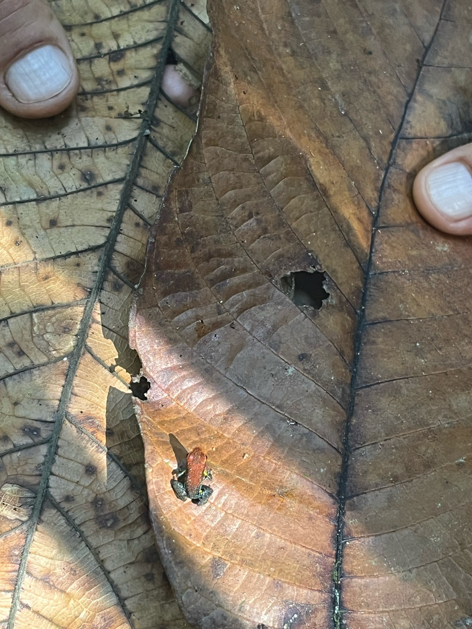 Tiny poison dart frog on a large dried leaf