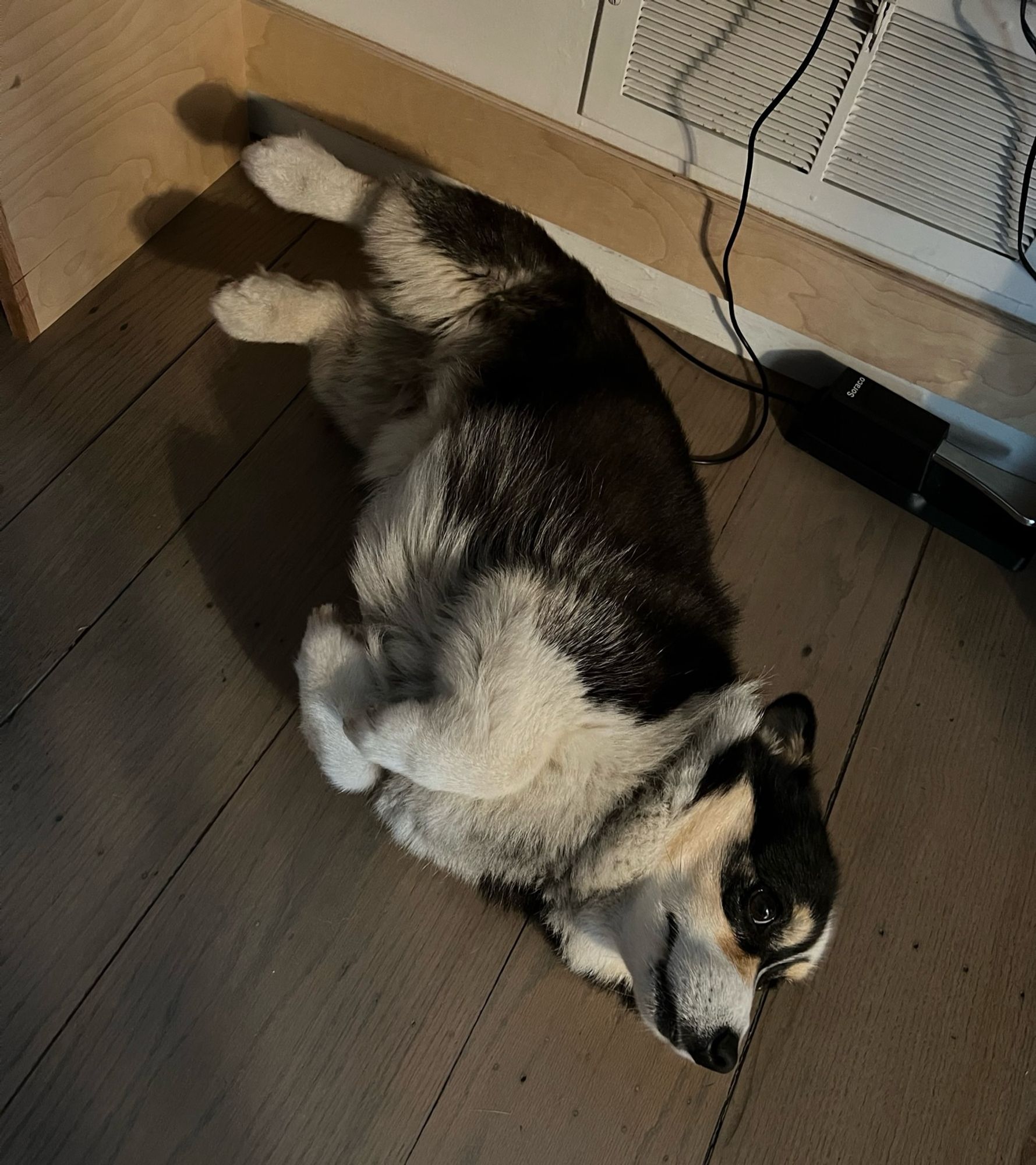 A tri color corgi laying on her back with her paws tucked in, looking up at the camera plaintively