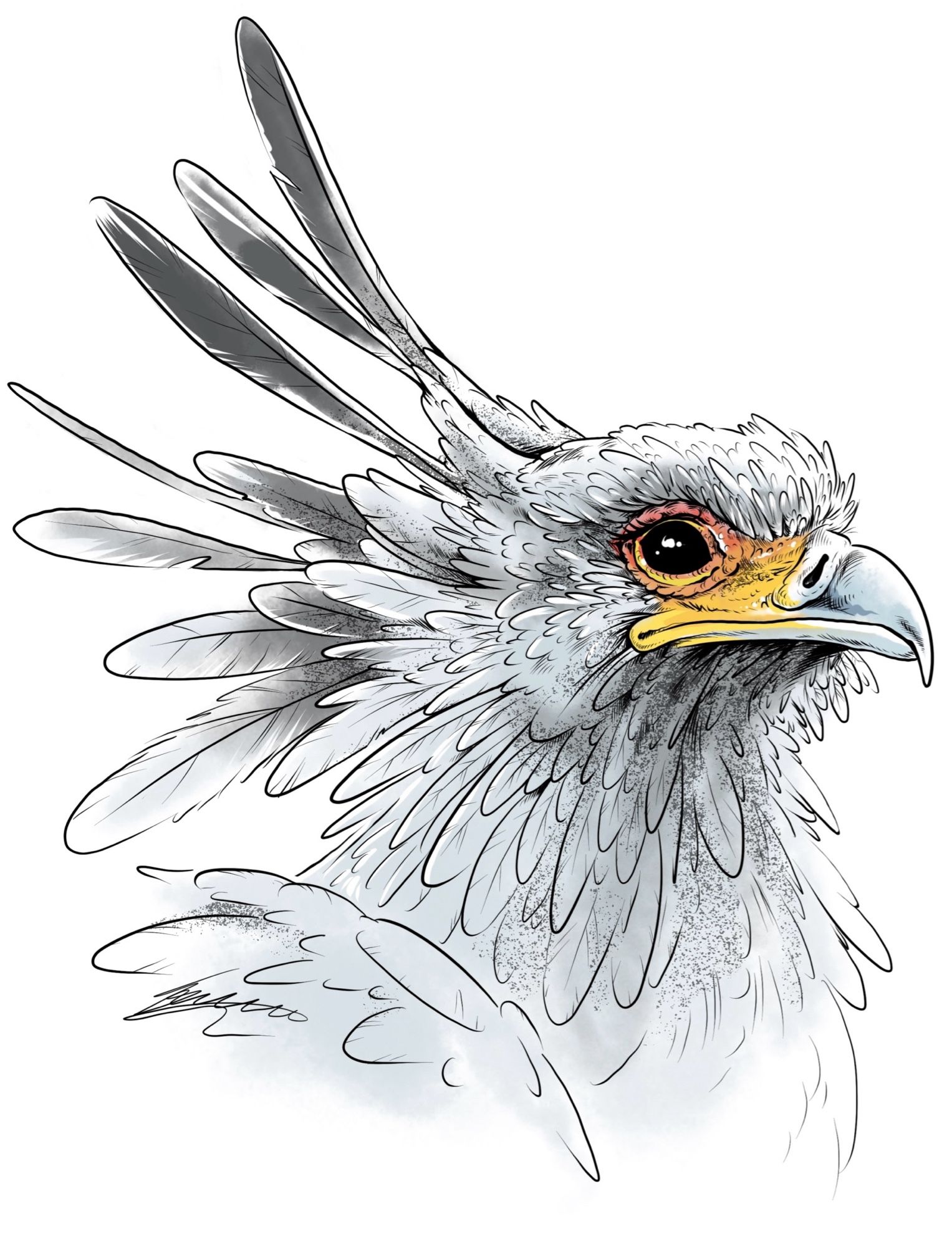 A digital sketch of a Secretary bird. The illustration depicts it from the neck up, and it is facing to the right. There’s some basic colouring, which includes the striking reds, oranges and yellows around its eye.