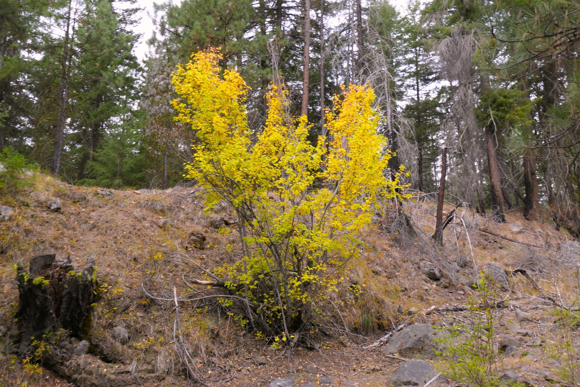 Acer glabrum Torr. var. douglasii (Hook.) Dippel

Douglas maple photo bright yellow in fall color