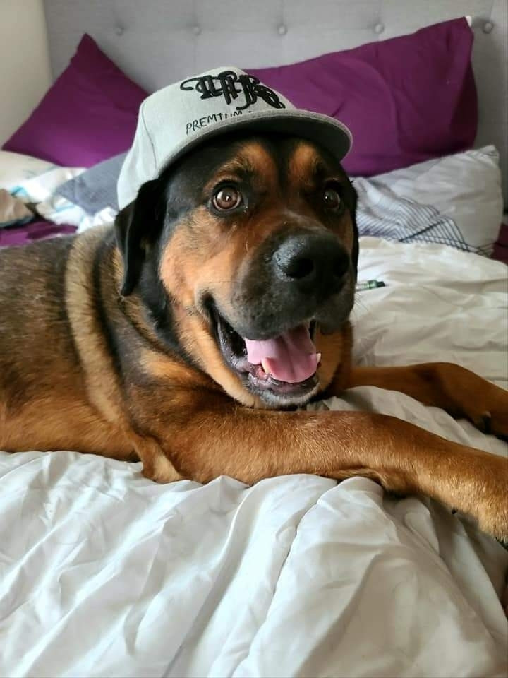 A large brown dog with black markings lays on a white blanket. He's wearing a Grey trucker hat and has his mouth open in a happy-looking pant. His big brown eyes stare upwards and look very calm.