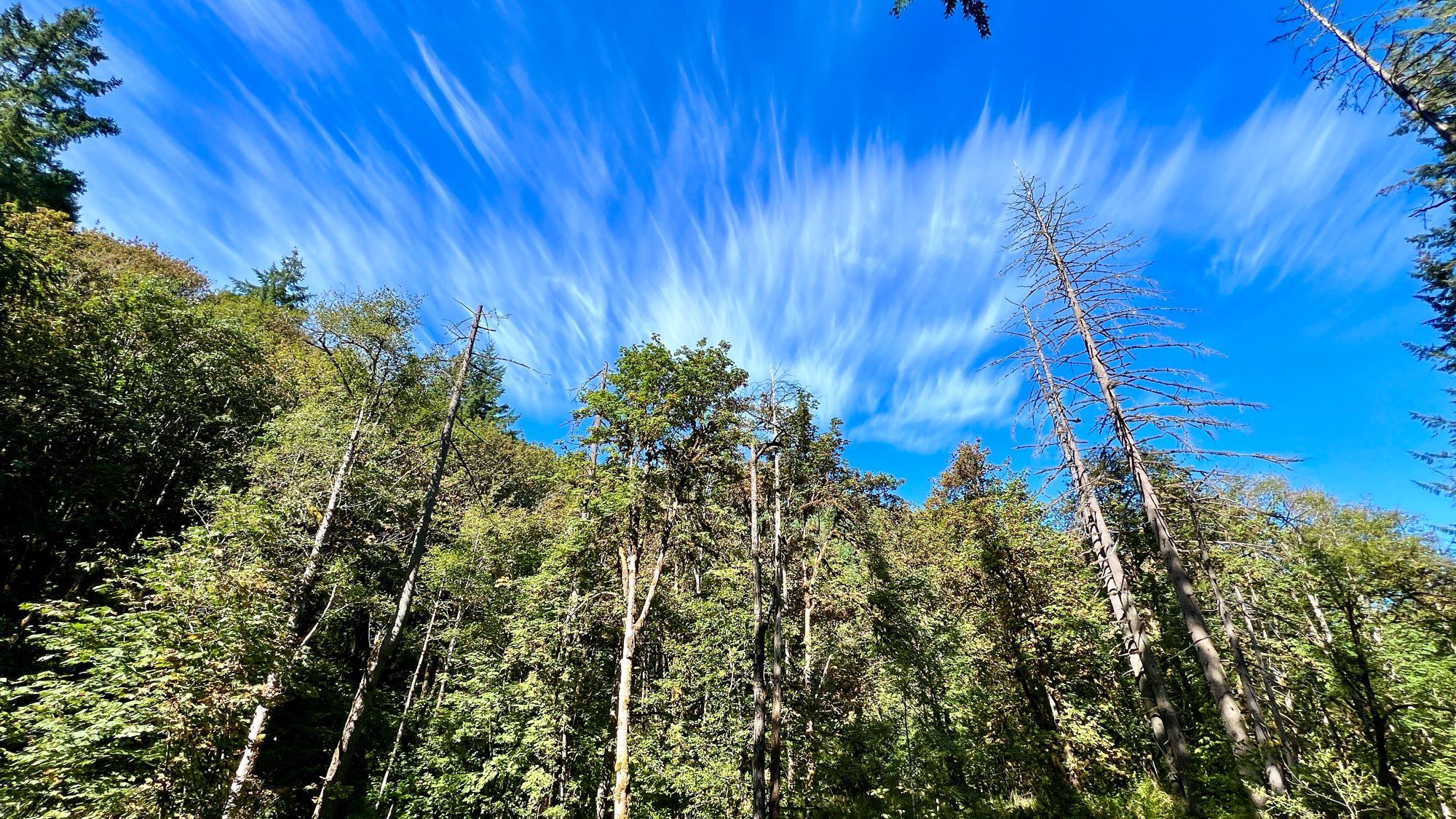 Rich blue sky with thin white clouds that look like they are fanned out above a mixed green forest of big leaf maples, snags and Douglas firs