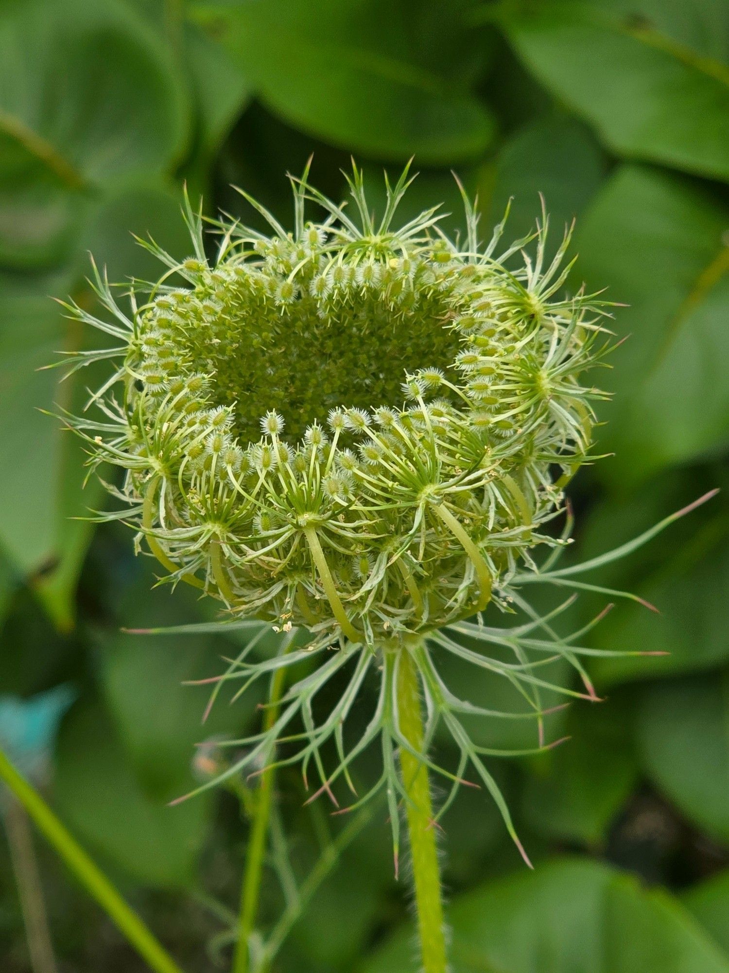 Grüne Blüte auf grünen Blättern