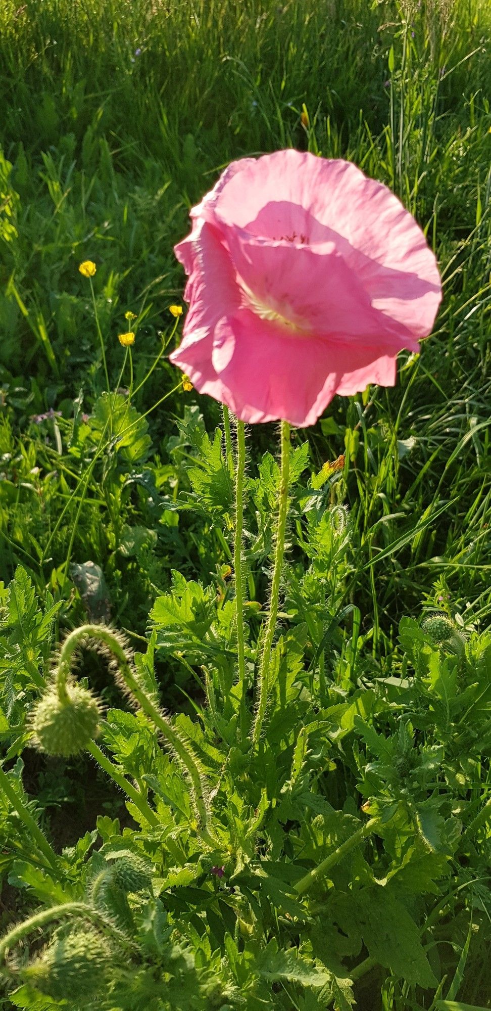 A pink poppy in full bloom on a green meadow. With one bud still closed.