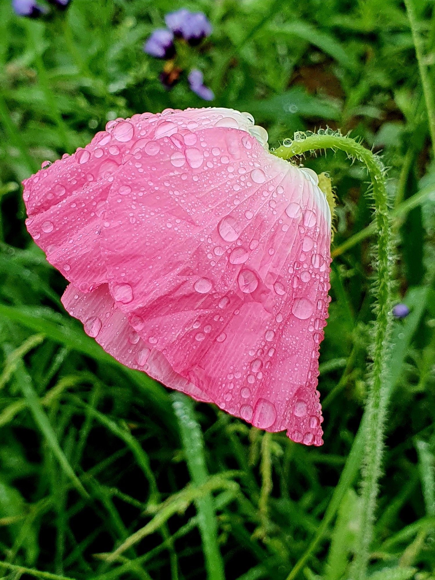 Pinkfarbene Mohnblume mit Regentropfen auf grüner Wiese.