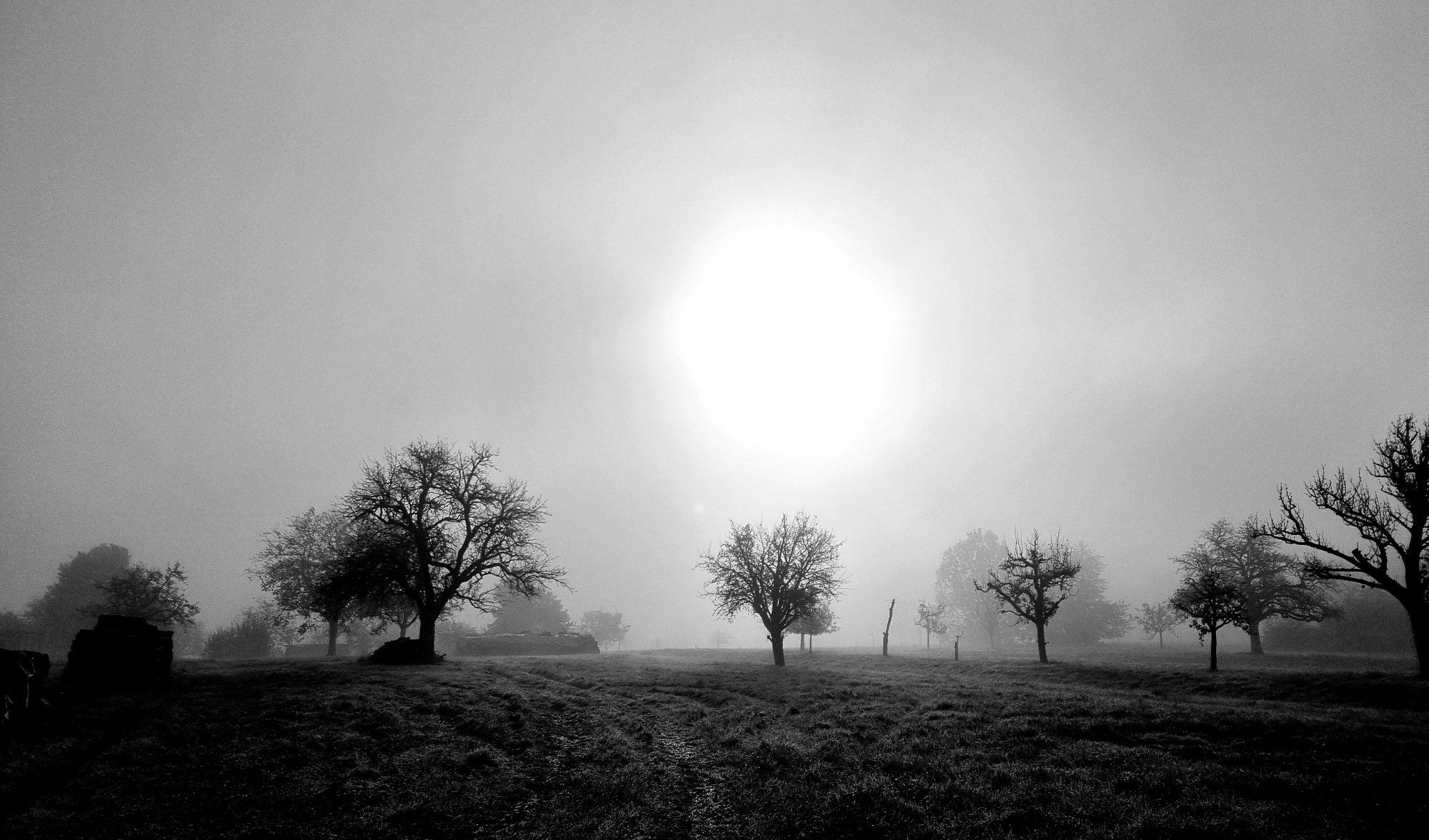 S/w Aufnahme einer Wiese mit Bäumen im leichten Nebel mit einer riesig durch den Nebel leuchtenden Sonne fast in der Mitte des Fotos.