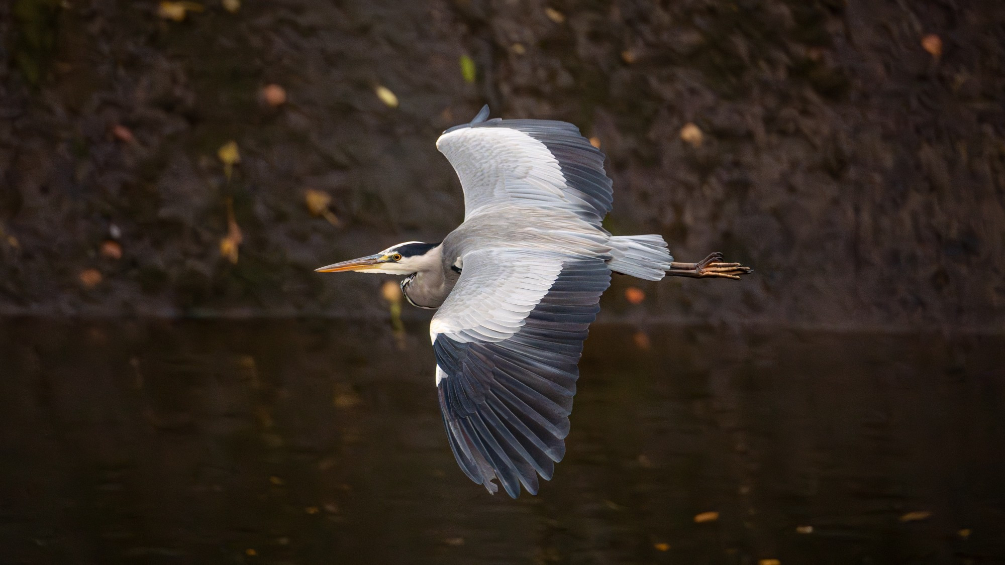 grey heron in flight