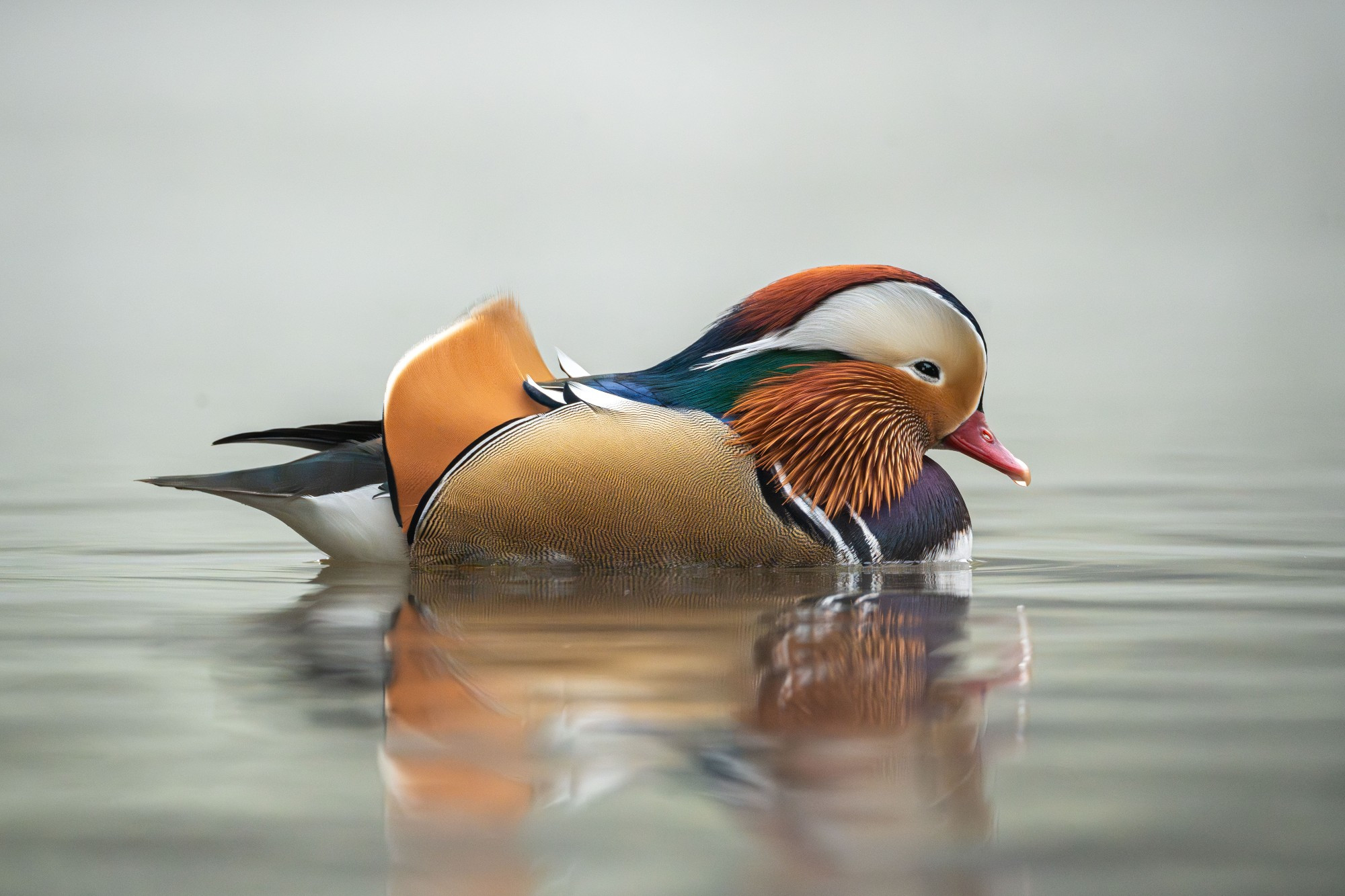 a brightly colored male mandarin duck floating in the fog