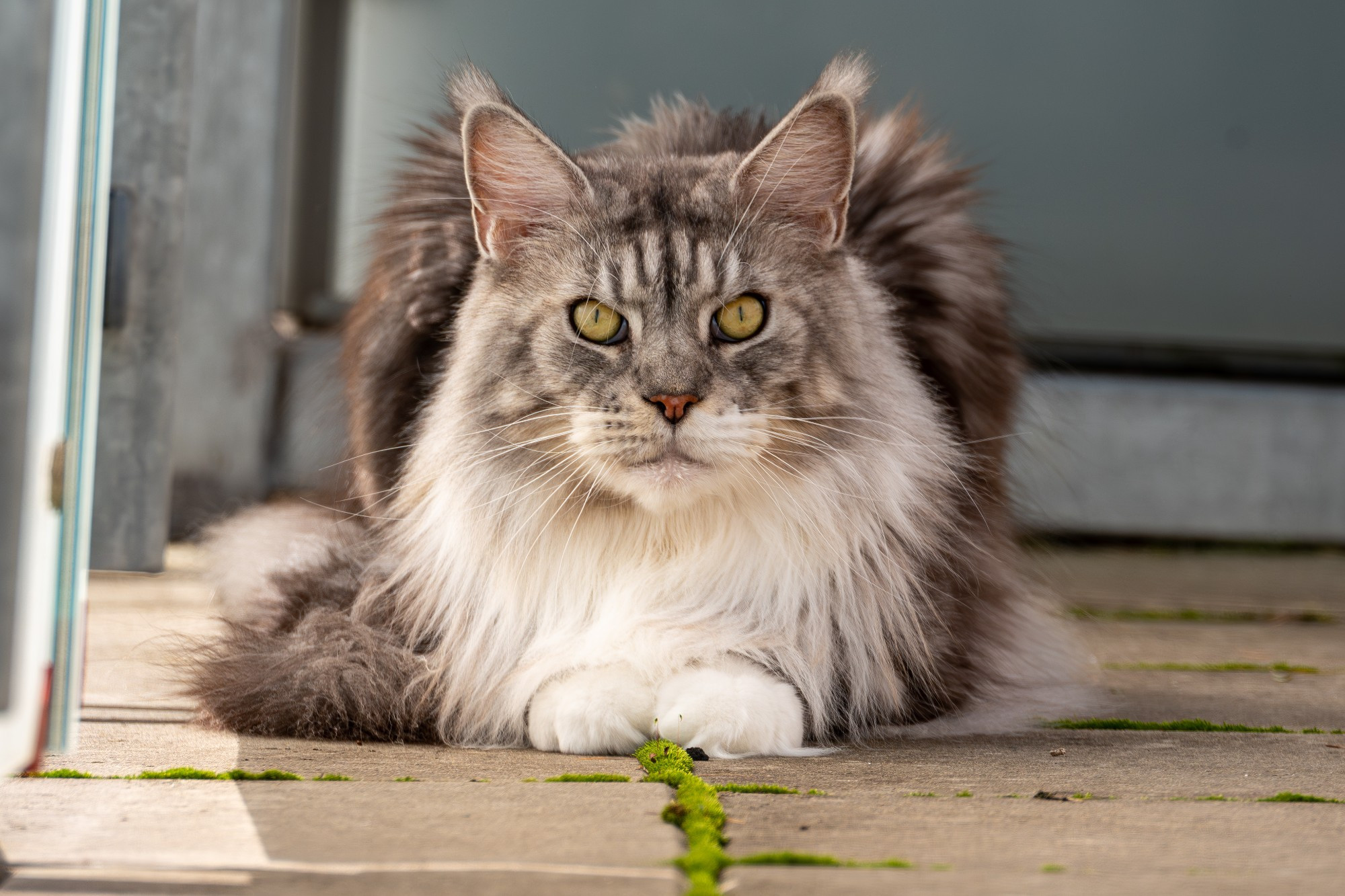 Maine coon sitting on some moss.