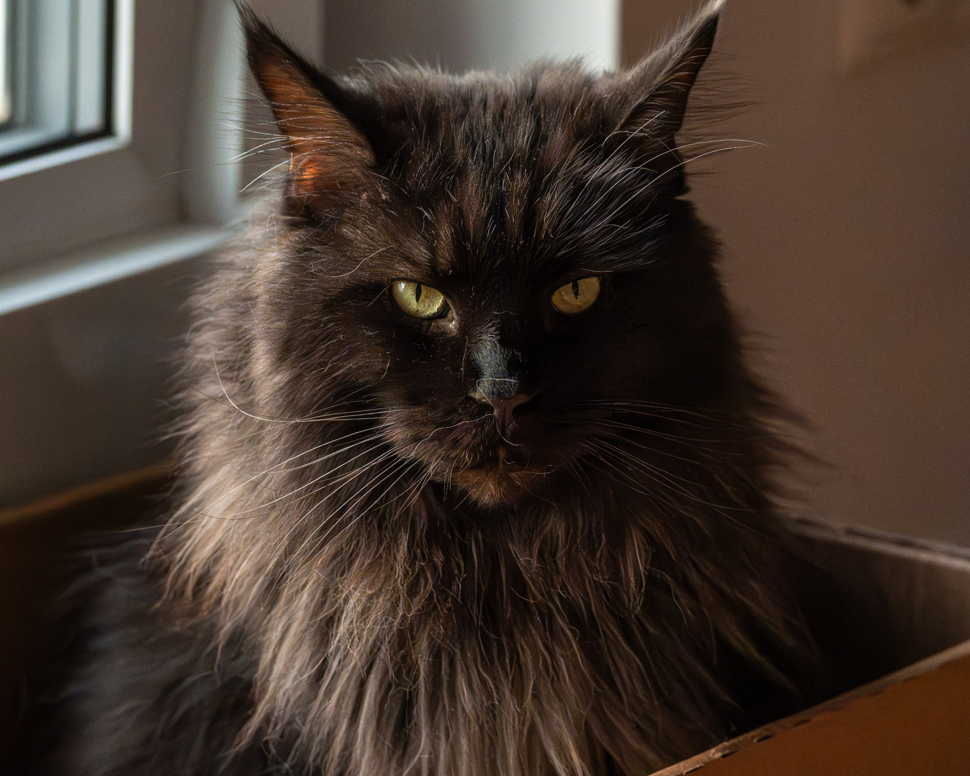 The other maine coon sitting in a box. 