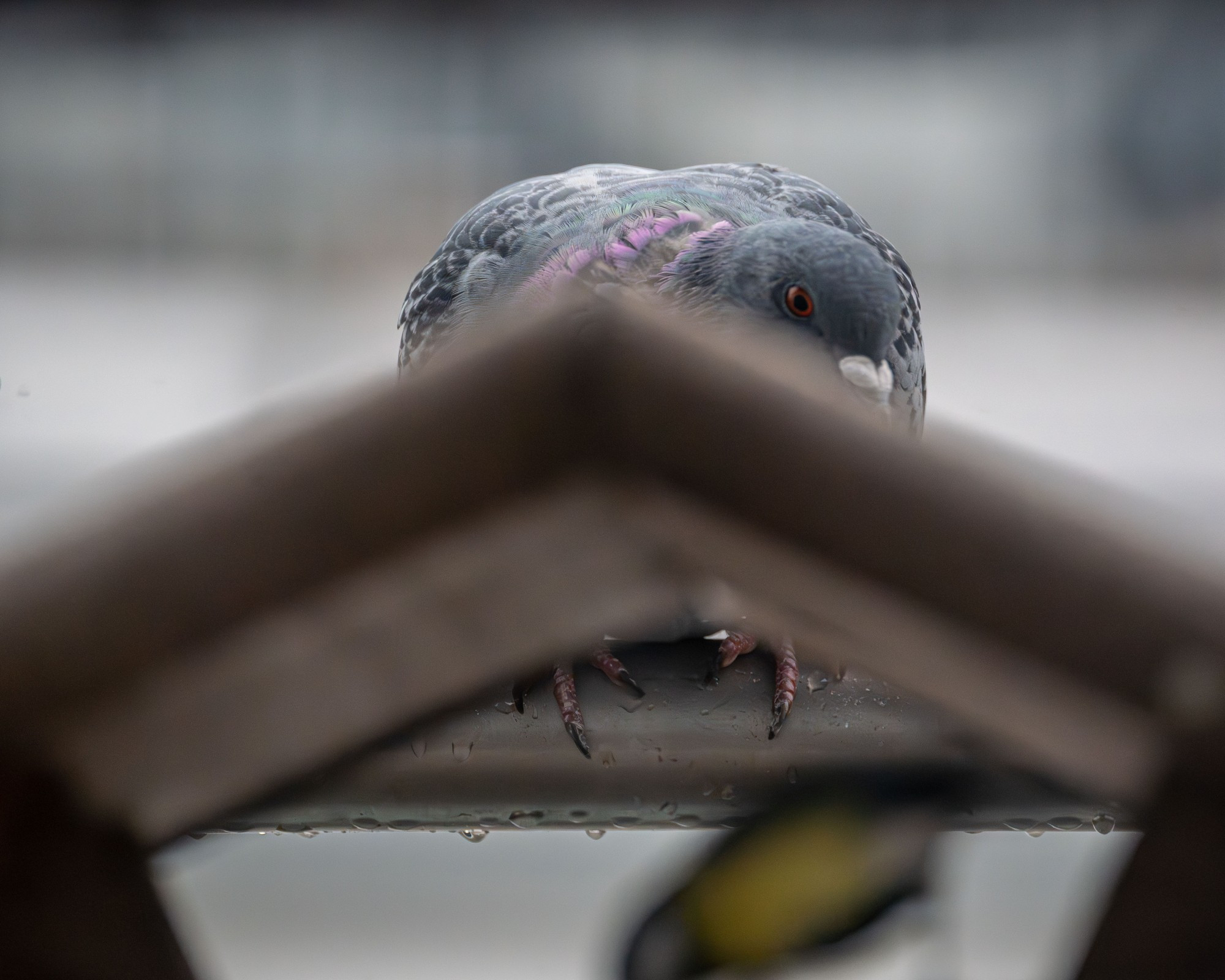 a feral pigeon watching a great tit eating inside a small feeder