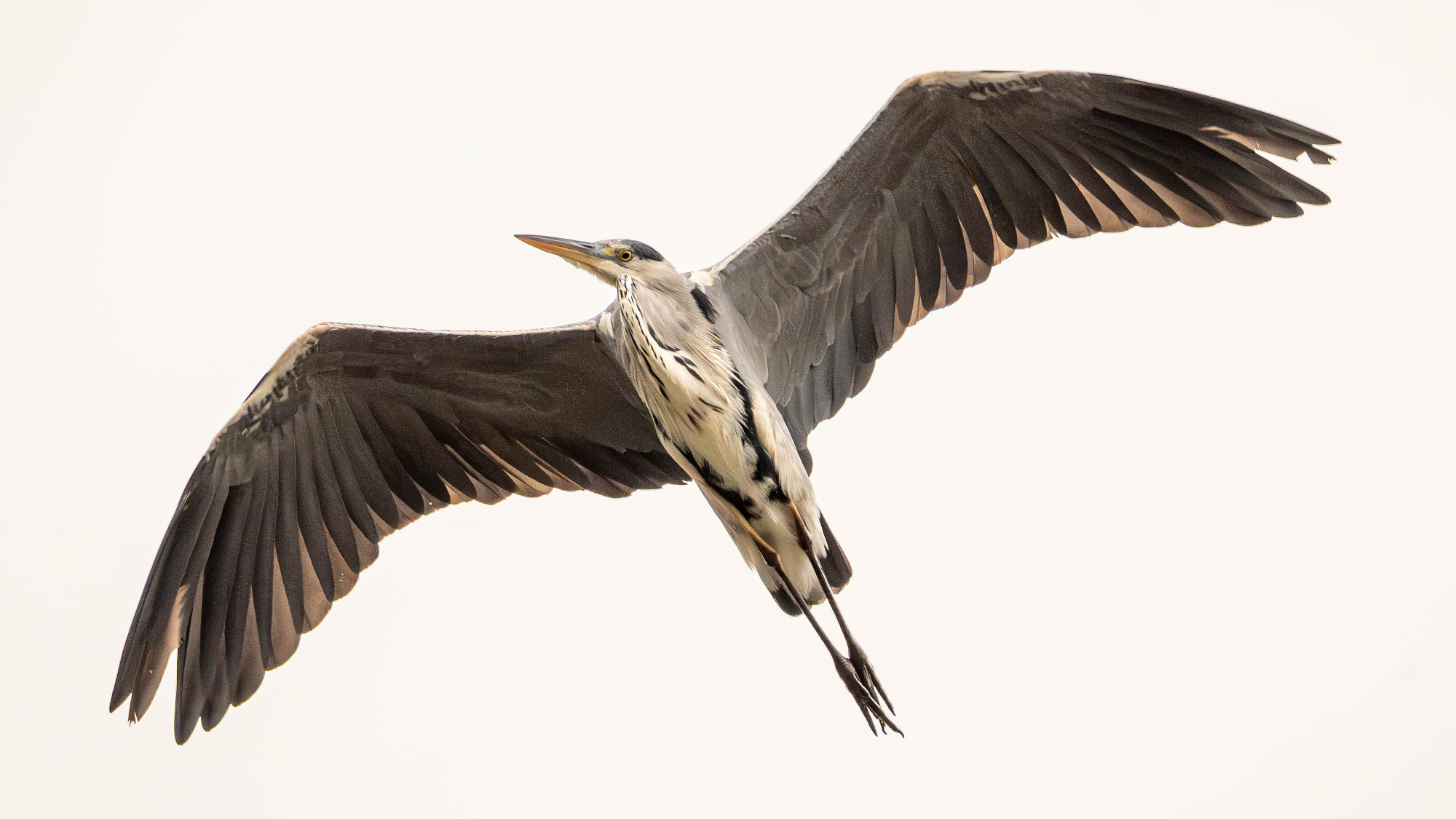 Gray heron in flight.